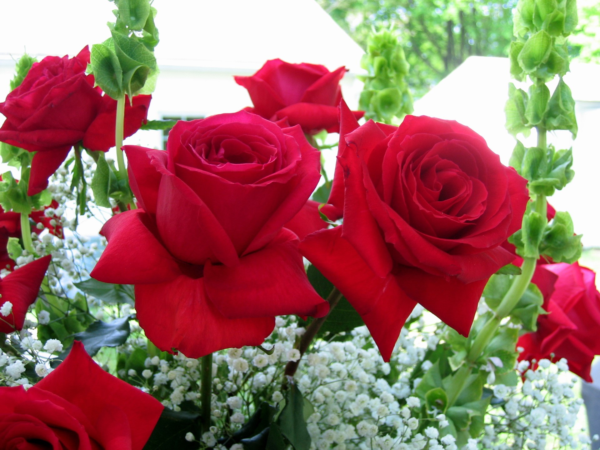 Red Roses with Baby's Breath and Green Bells HD Wallpaper