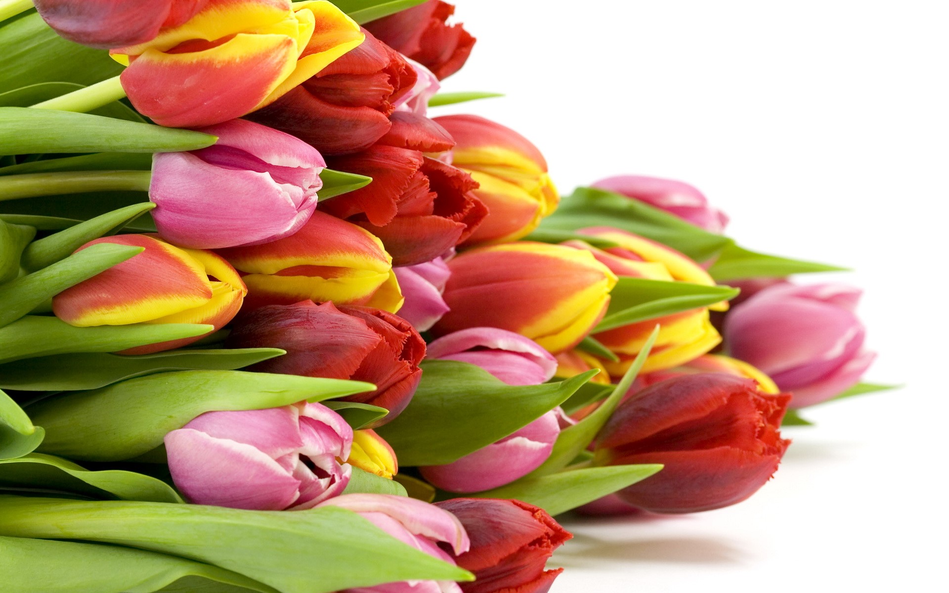 Bouquet of colorful tulips HD Wallpaper