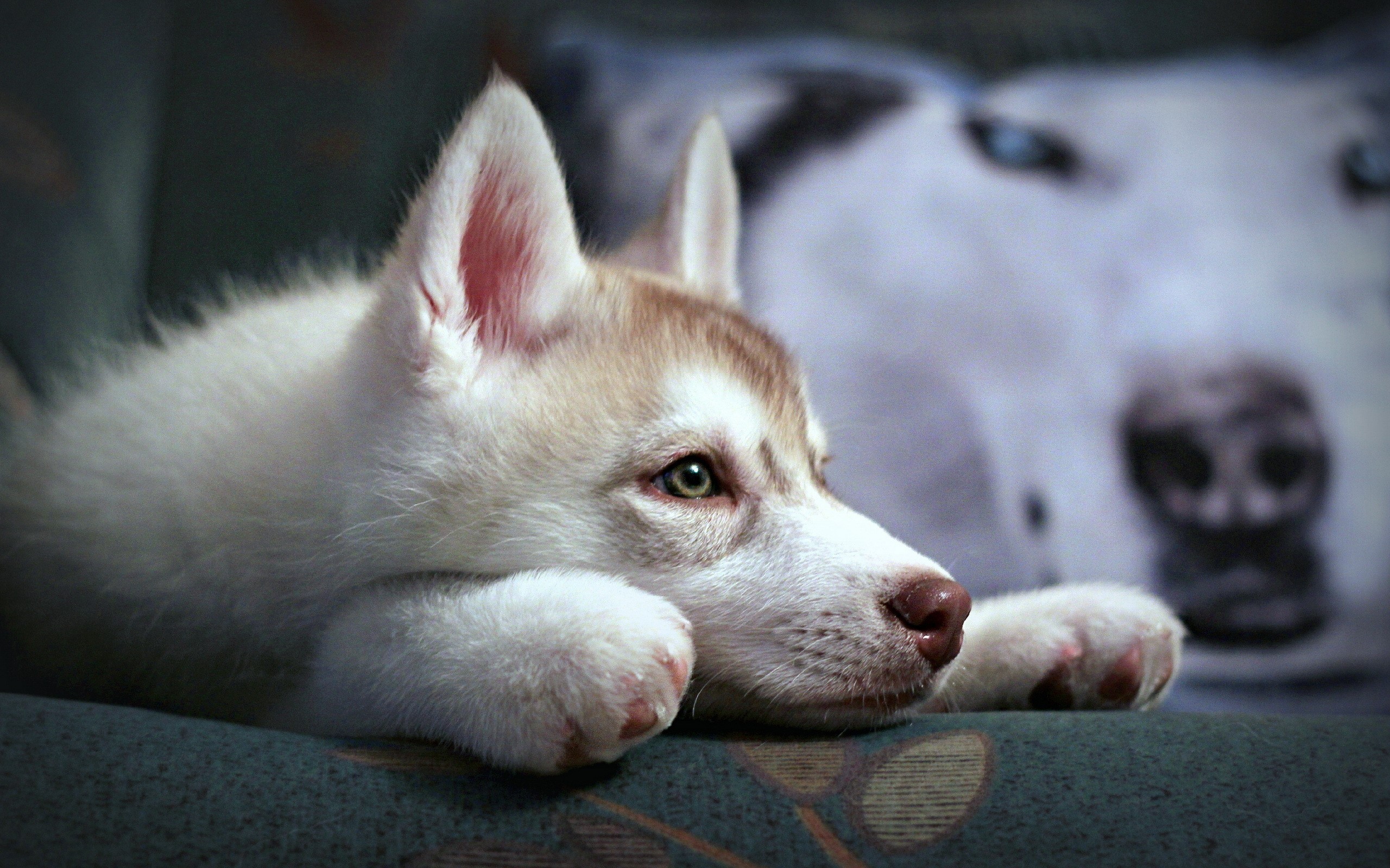 Dogs Husky Puppy HD Wallpaper