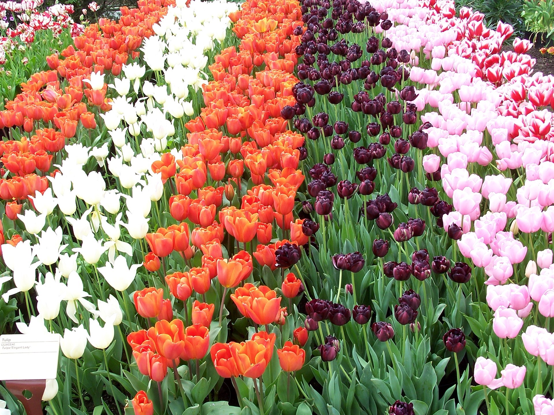 Rows of colorful tulips in a garden HD Wallpaper