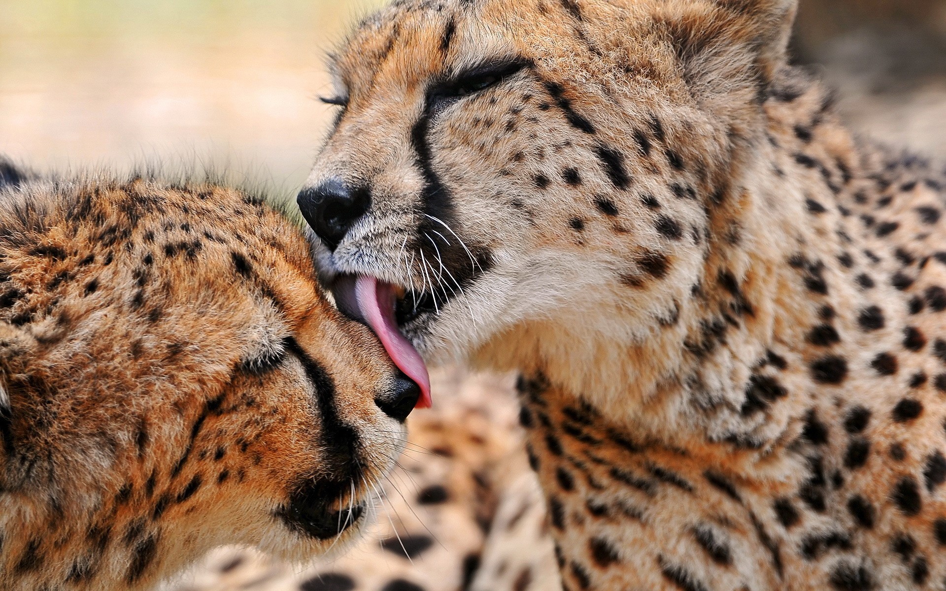 Two cheetahs grooming each other HD Wallpaper