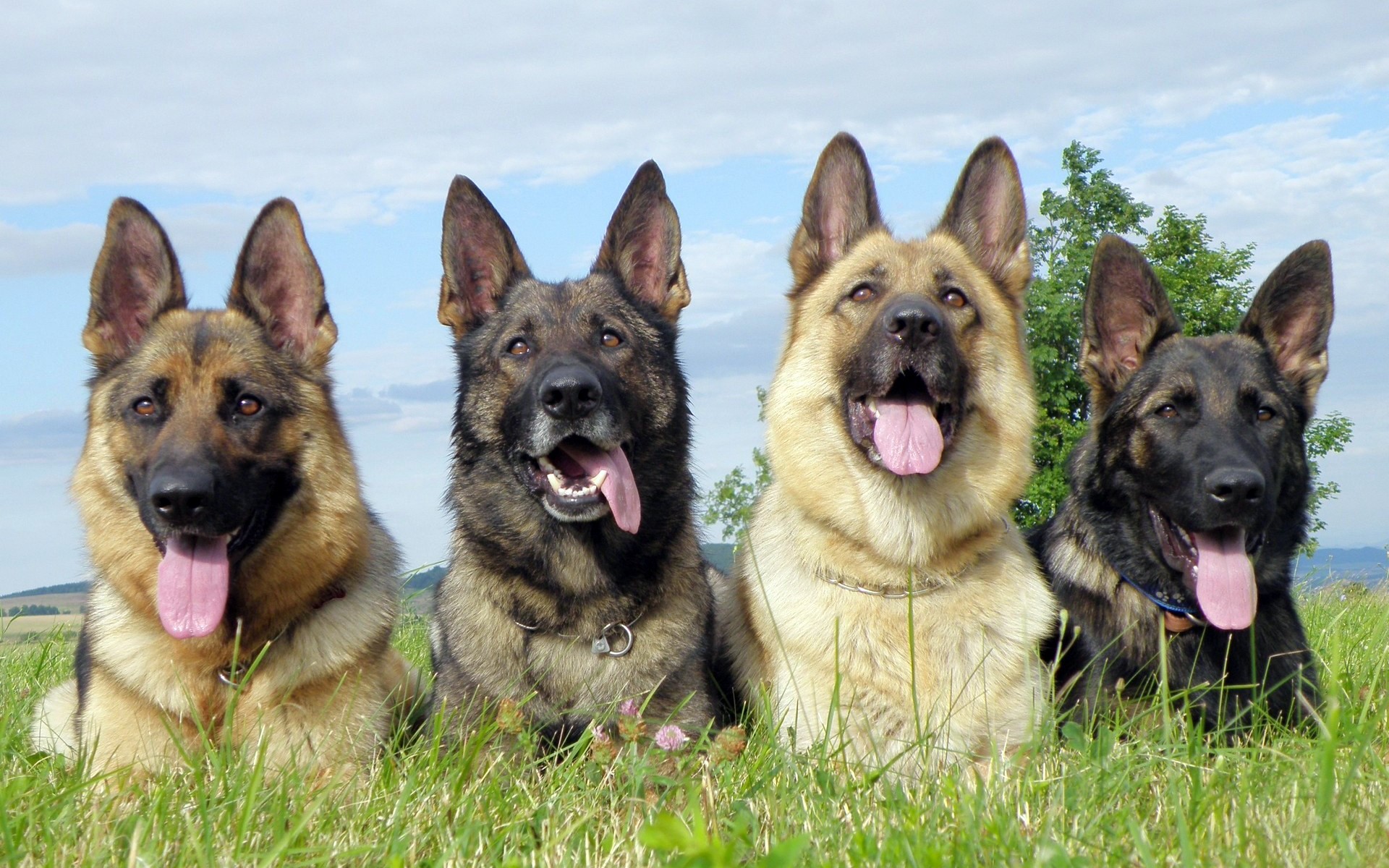 Four German Shepherd dogs sitting in grass HD Wallpaper