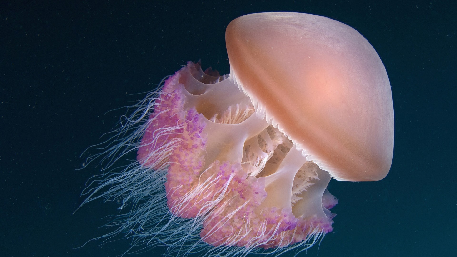 Close-up of a pink jellyfish underwater HD Wallpaper