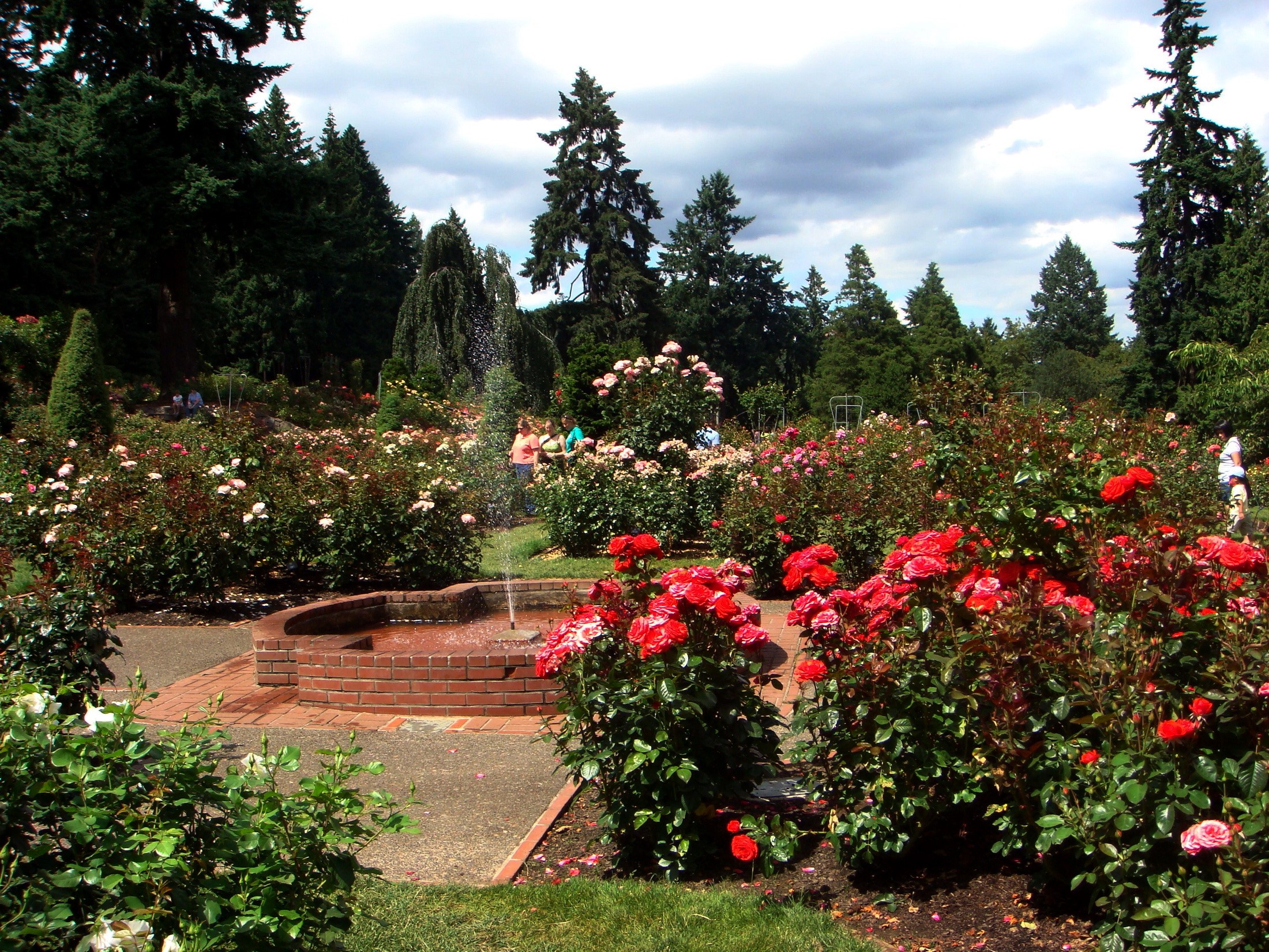 Rose garden with fountain and trees HD Wallpaper