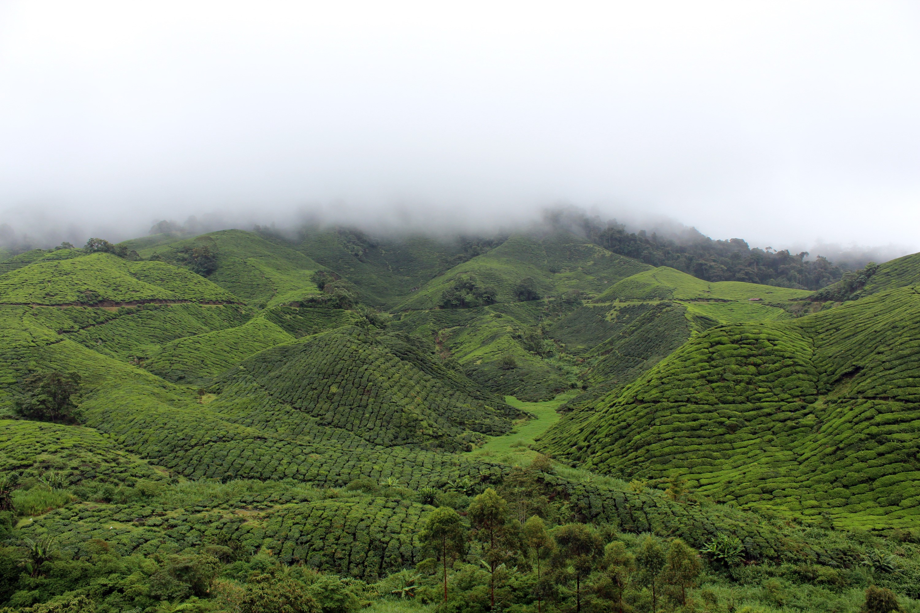 Rolling green hills of a tea plantation under misty clouds HD Wallpaper