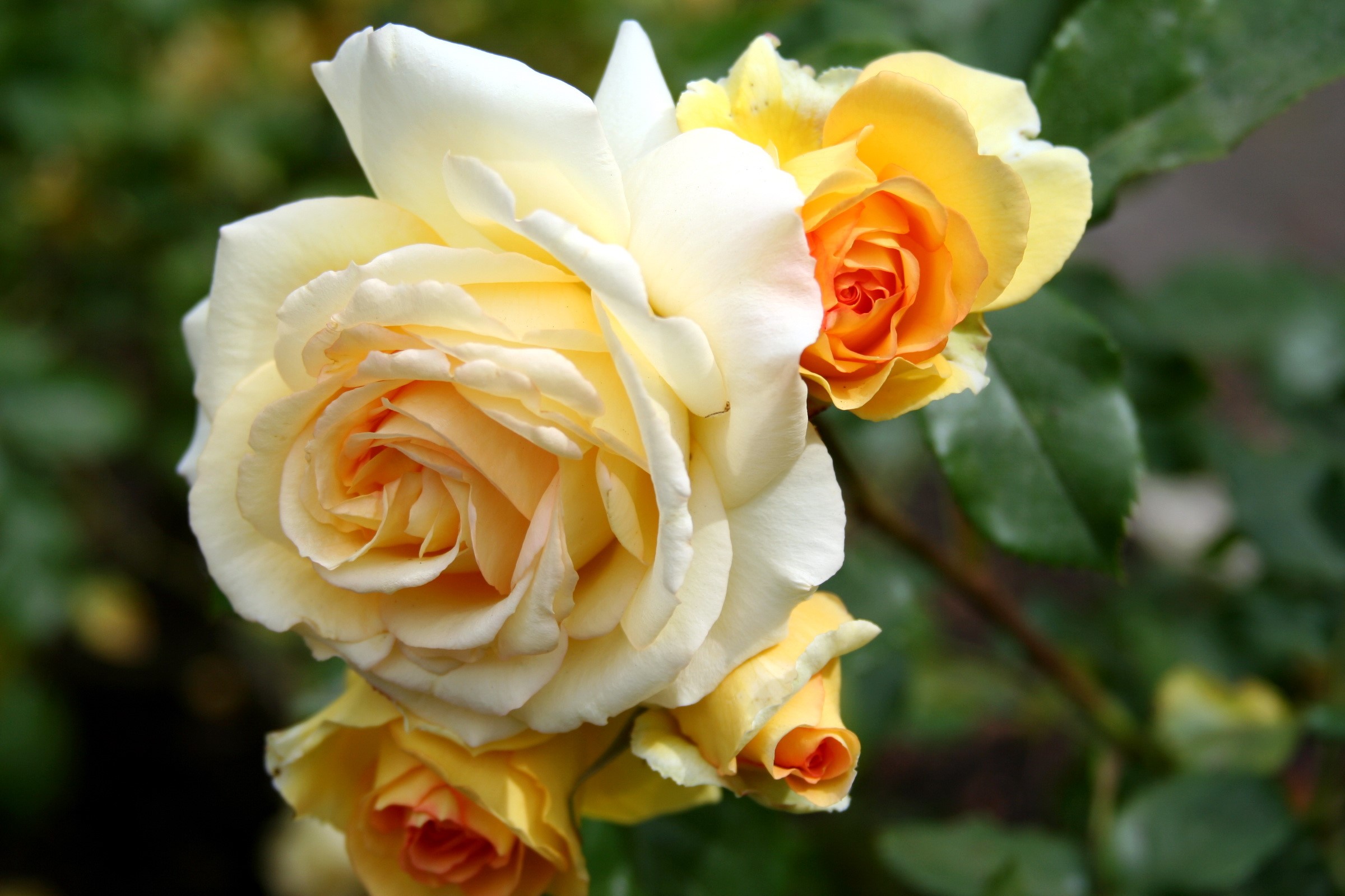 Yellow and orange roses on a branch HD Wallpaper
