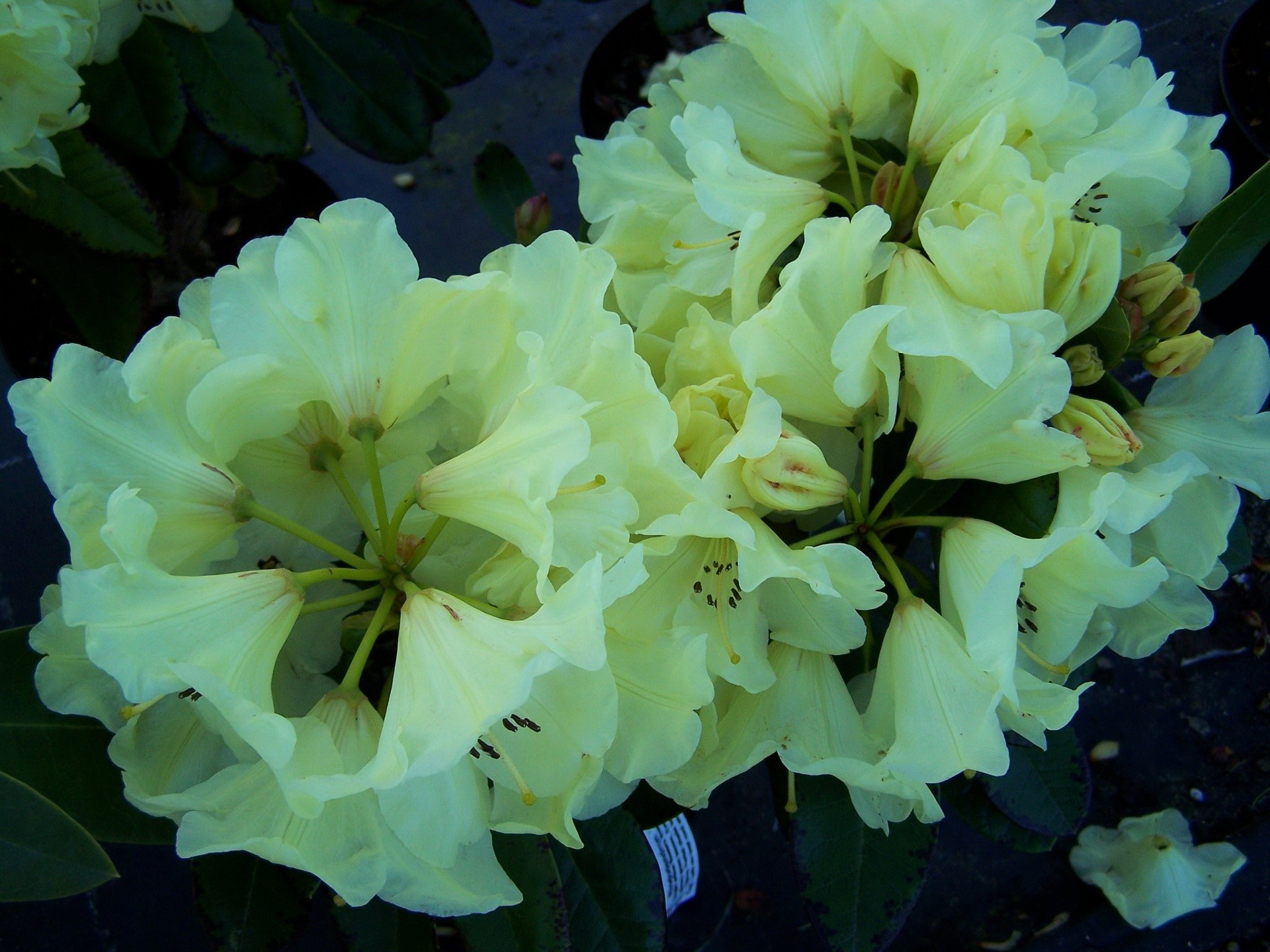 Pale yellow Rhododendron flowers HD Wallpaper