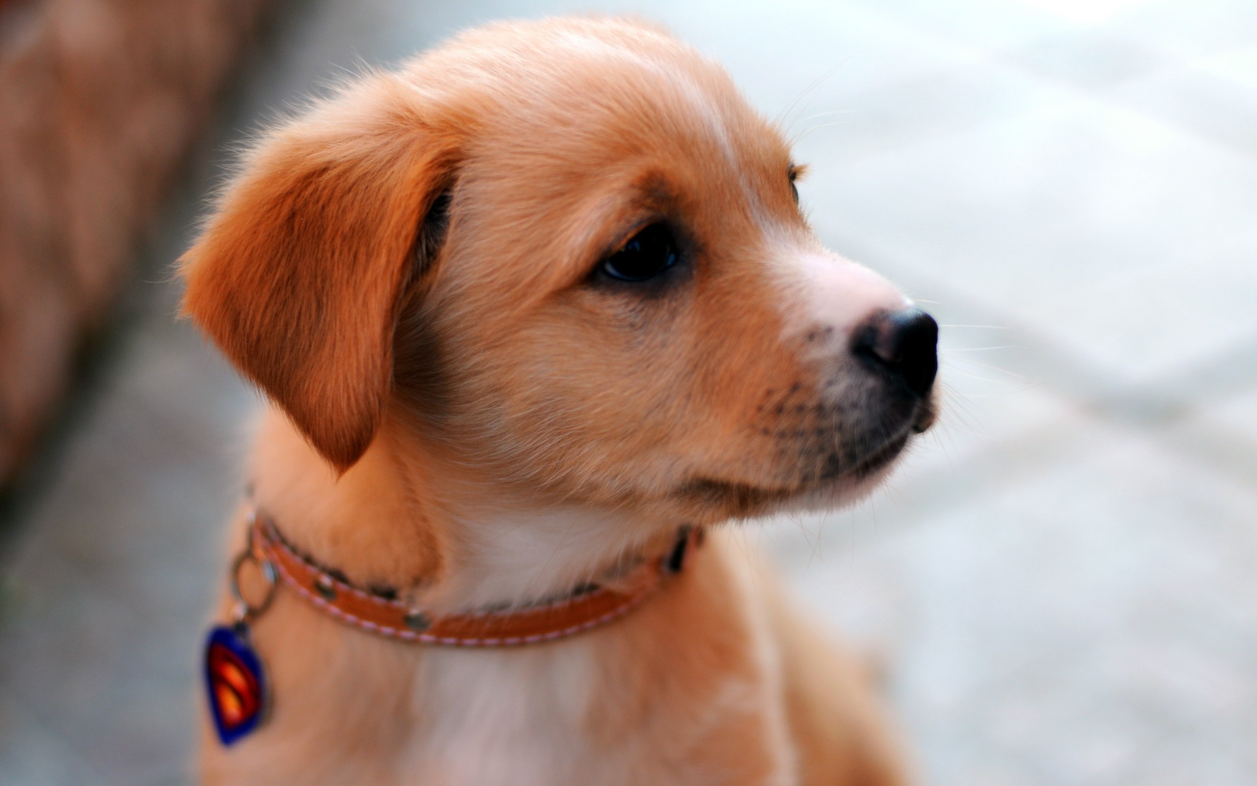Golden Retriever puppy wearing a collar with a Superman tag HD Wallpaper
