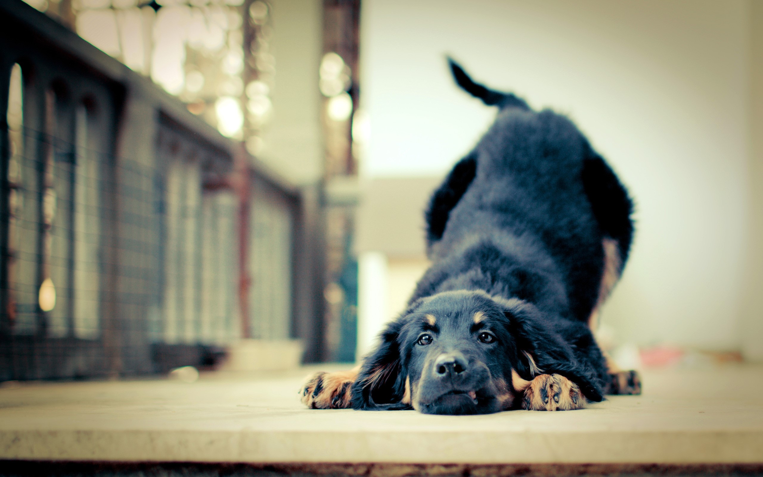 Black and tan puppy lying down on floor HD Wallpaper