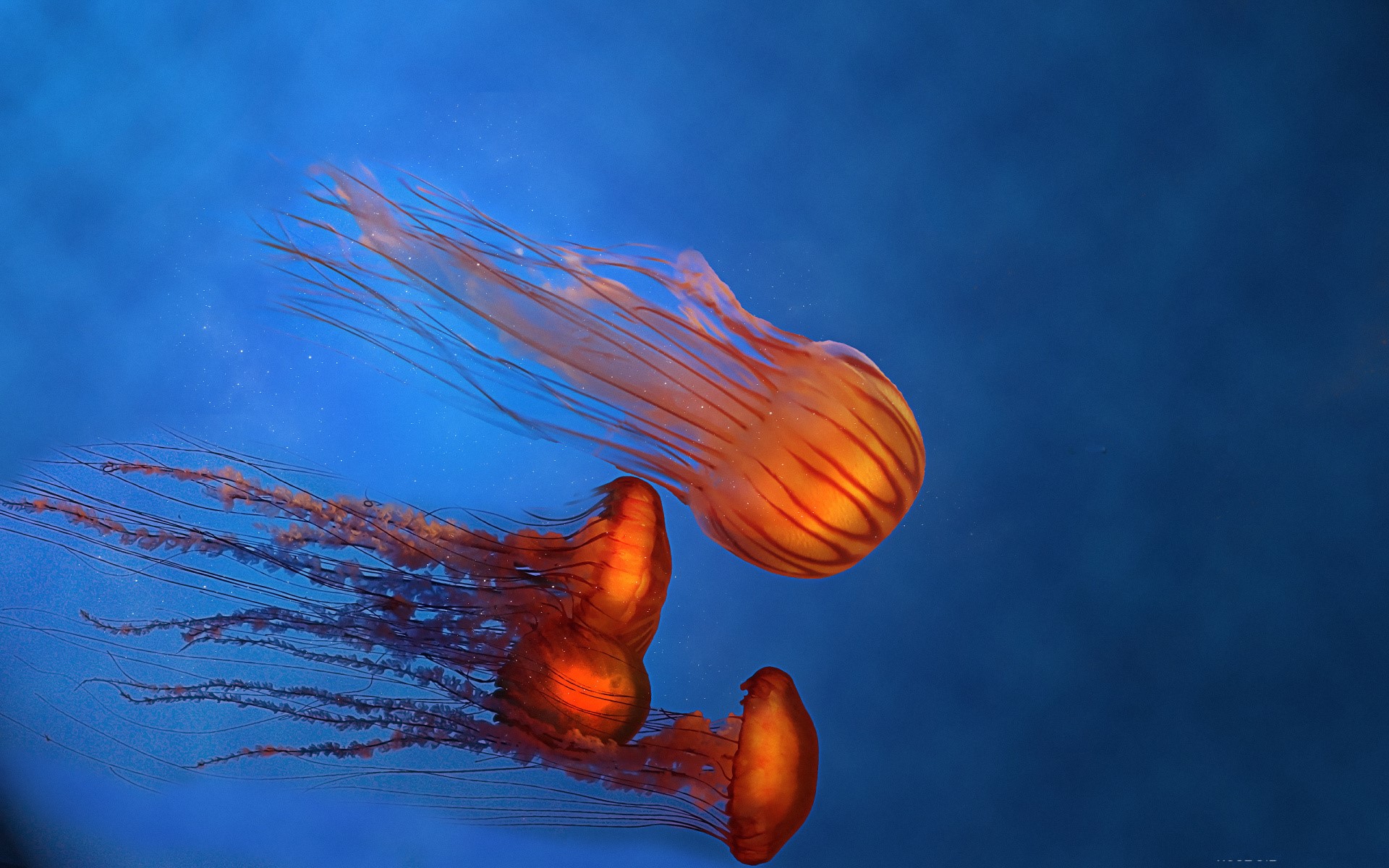 Two orange jellyfish swimming in blue water HD Wallpaper