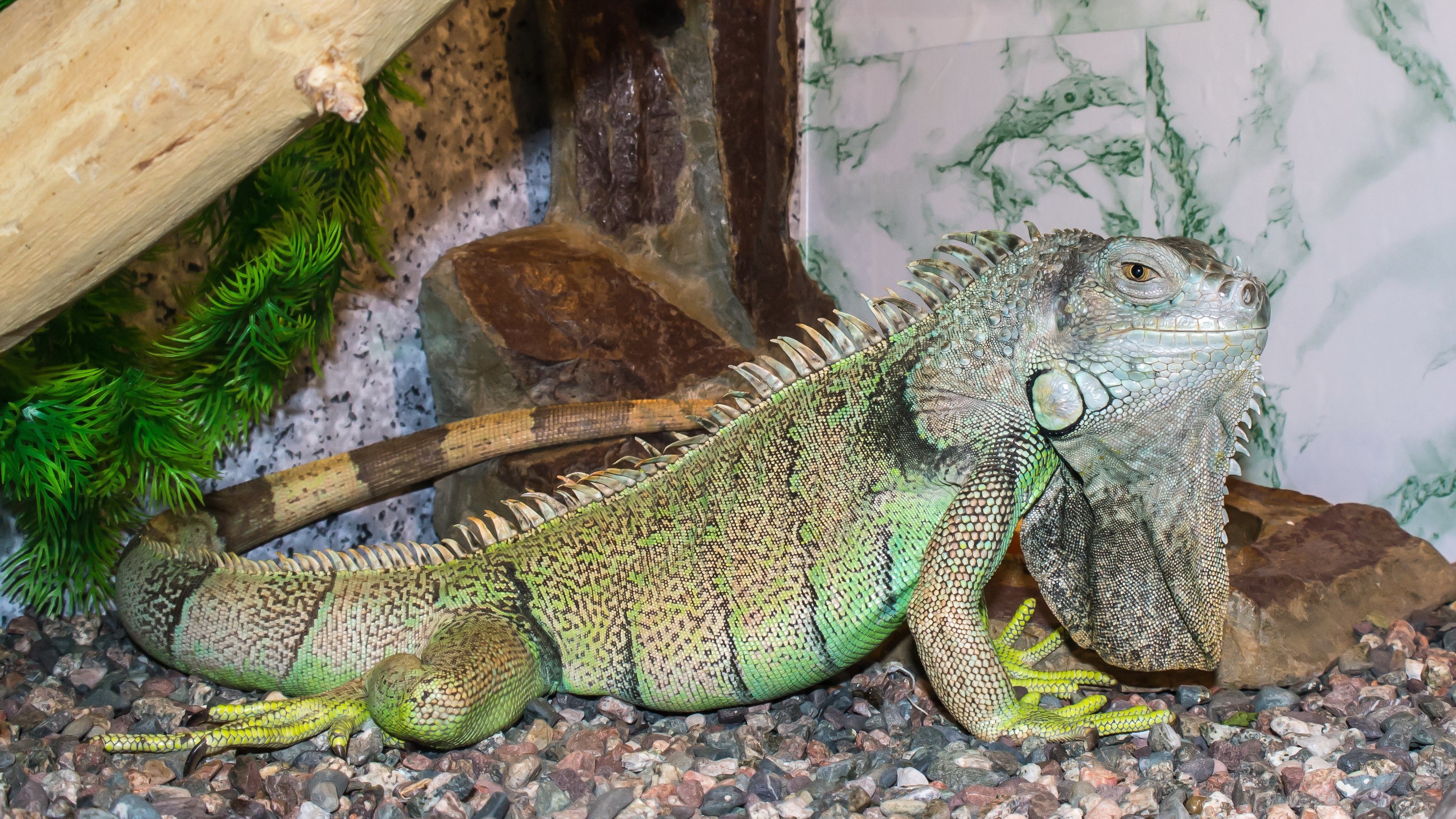 Green Iguana on a rocky substrate HD Wallpaper