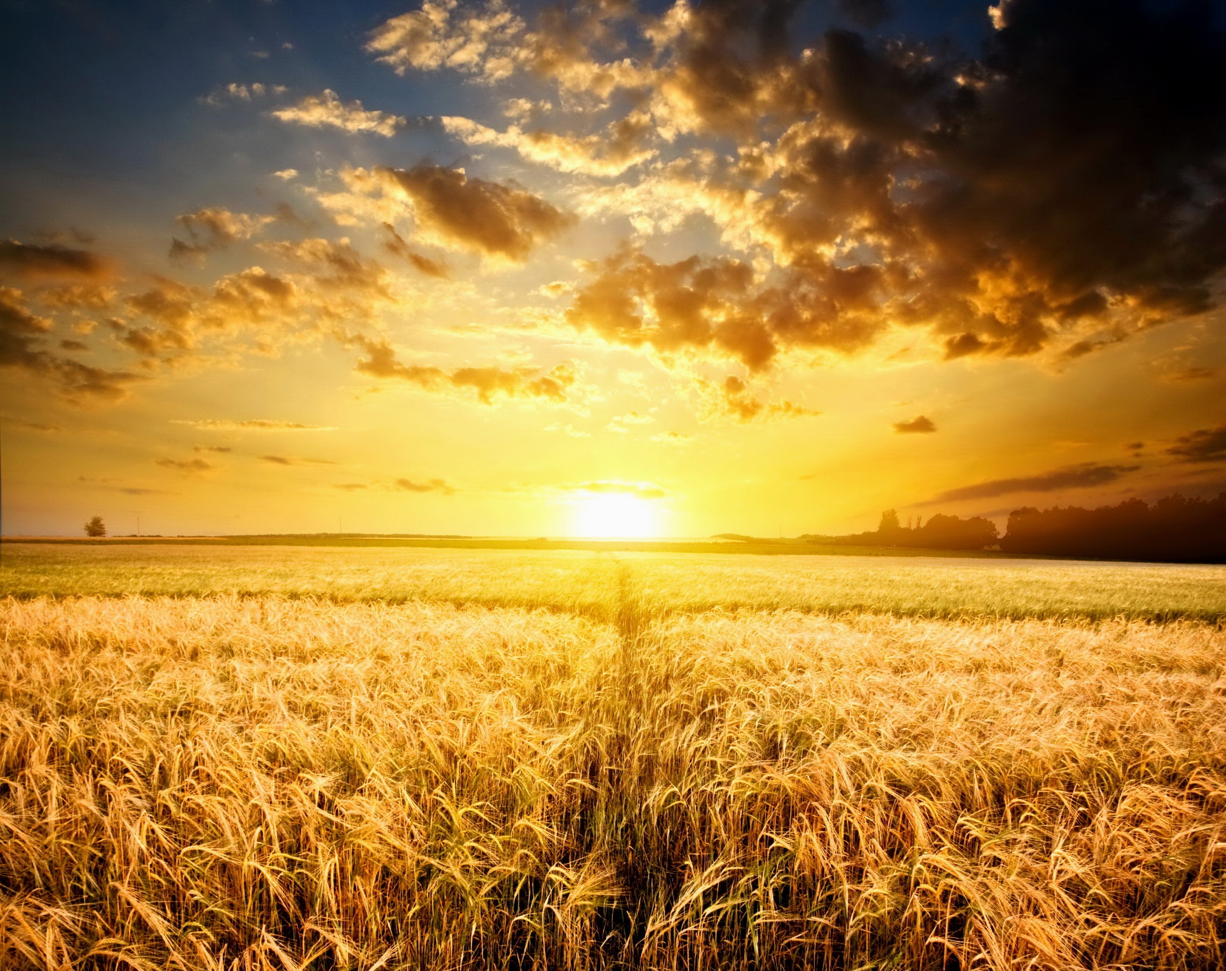 Golden wheat field at sunset with dramatic clouds HD Wallpaper