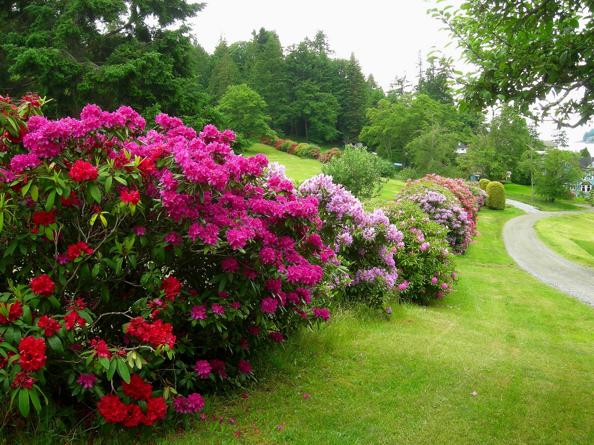 Rhododendrons in bloom along a gravel path HD Wallpaper