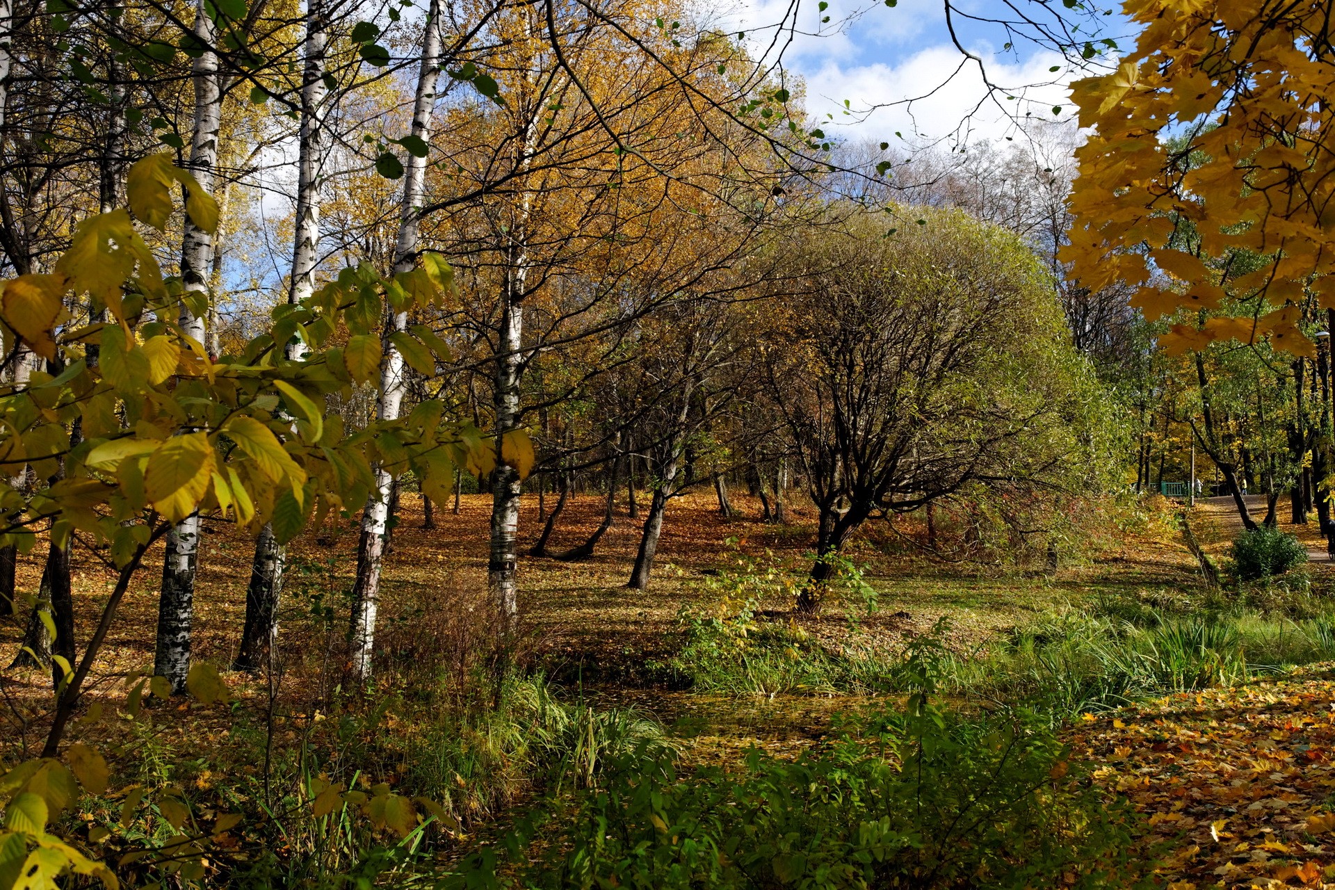 Autumn park with birch and maple trees HD Wallpaper