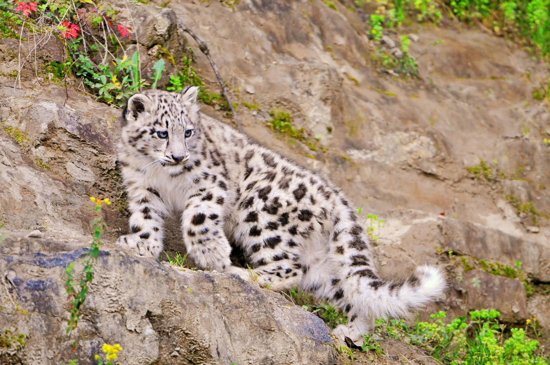 Snow leopard cub on rocky terrain HD Wallpaper