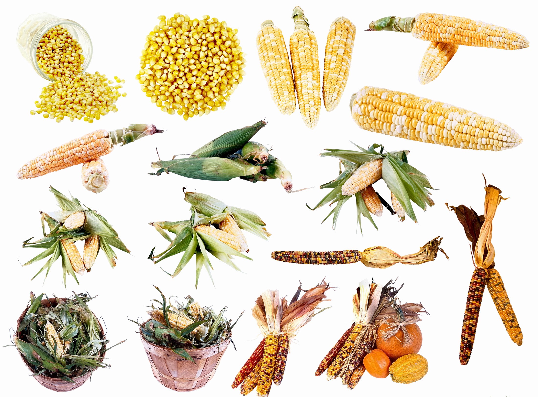 Various corn ears and kernels HD Wallpaper