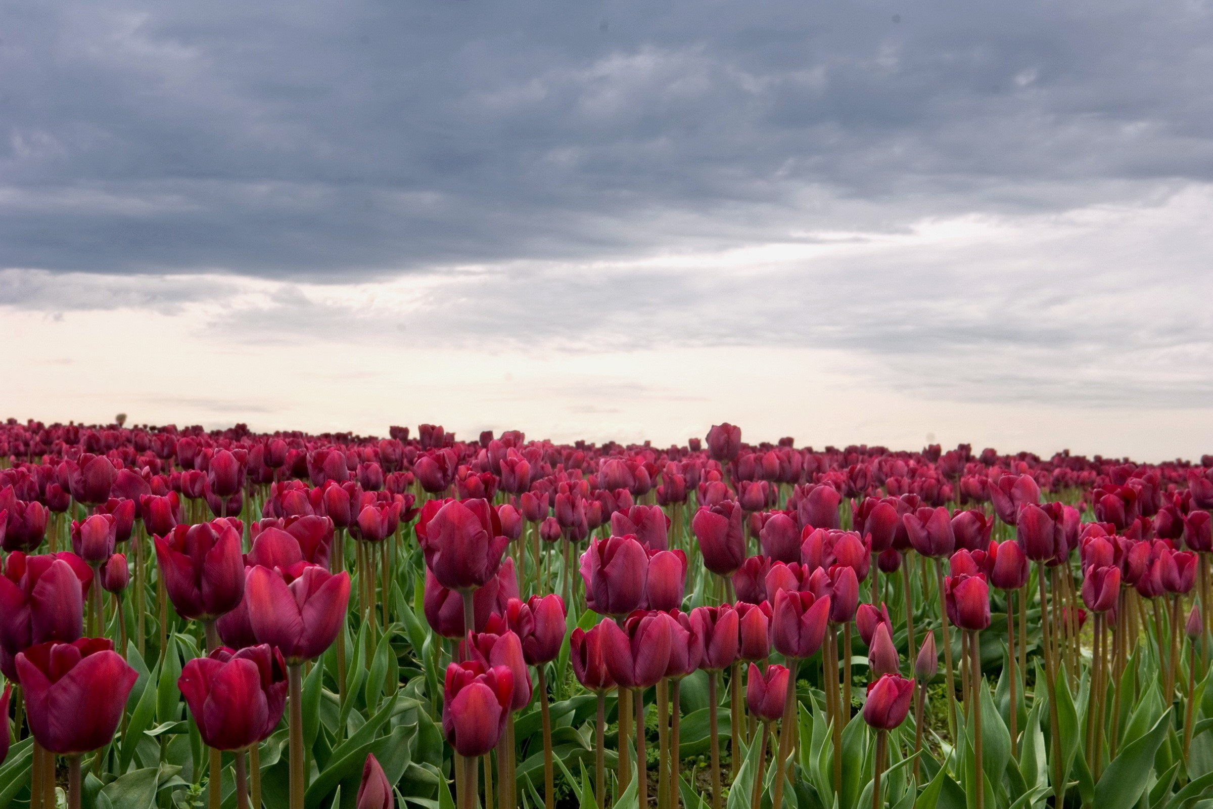 Field of Red Tulips Under Cloudy Sky HD Wallpaper