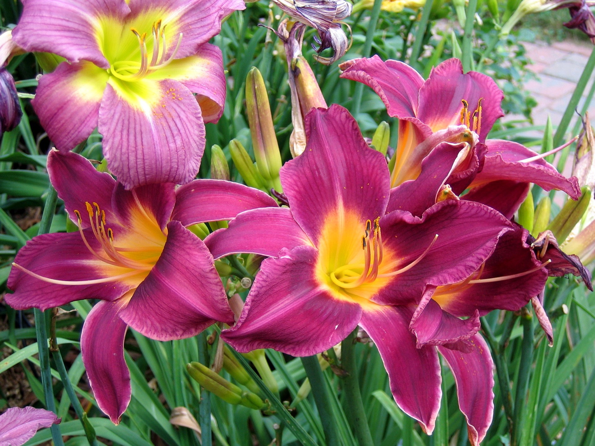 Purple and yellow daylilies in a garden HD Wallpaper
