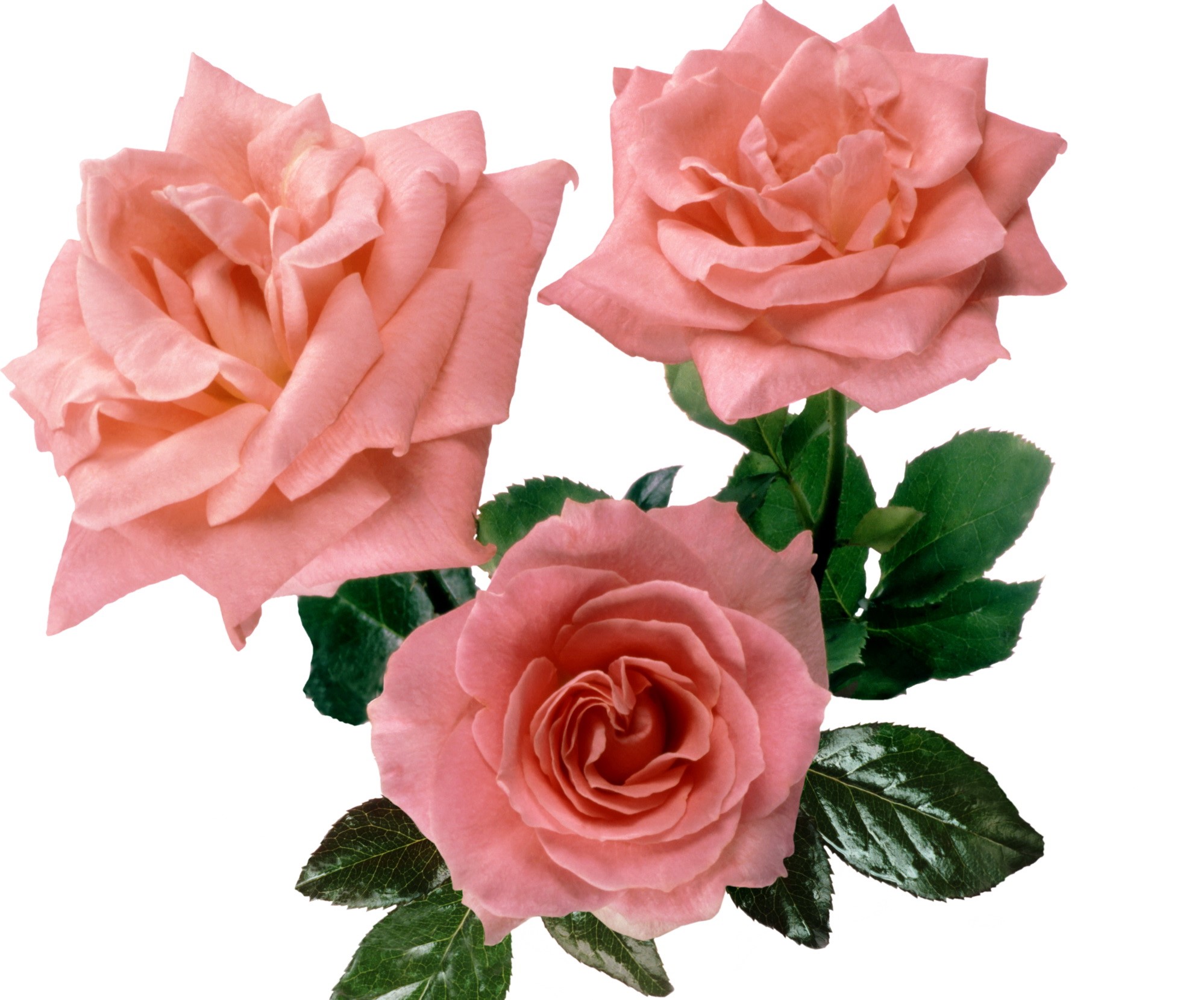 Three pink roses with green leaves HD Wallpaper