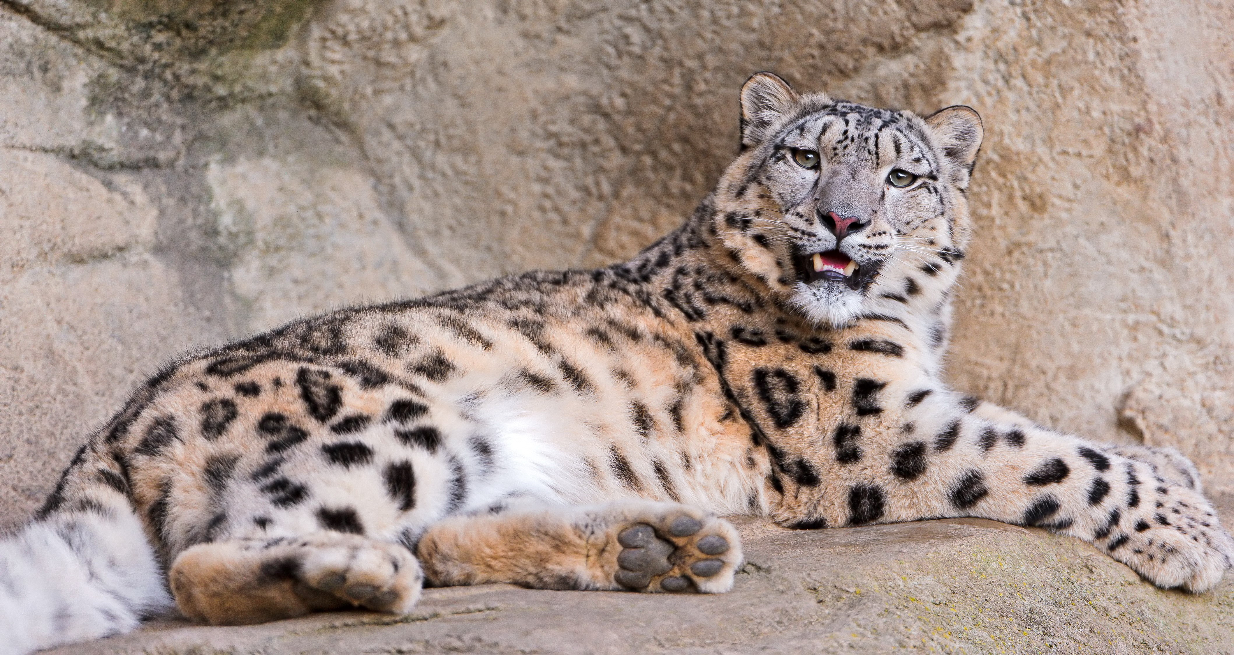 Snow leopard lying on rocks HD Wallpaper