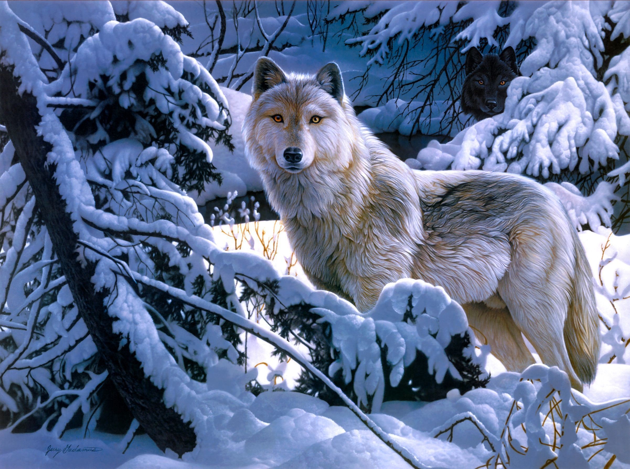 Two wolves in a snowy forest HD Wallpaper