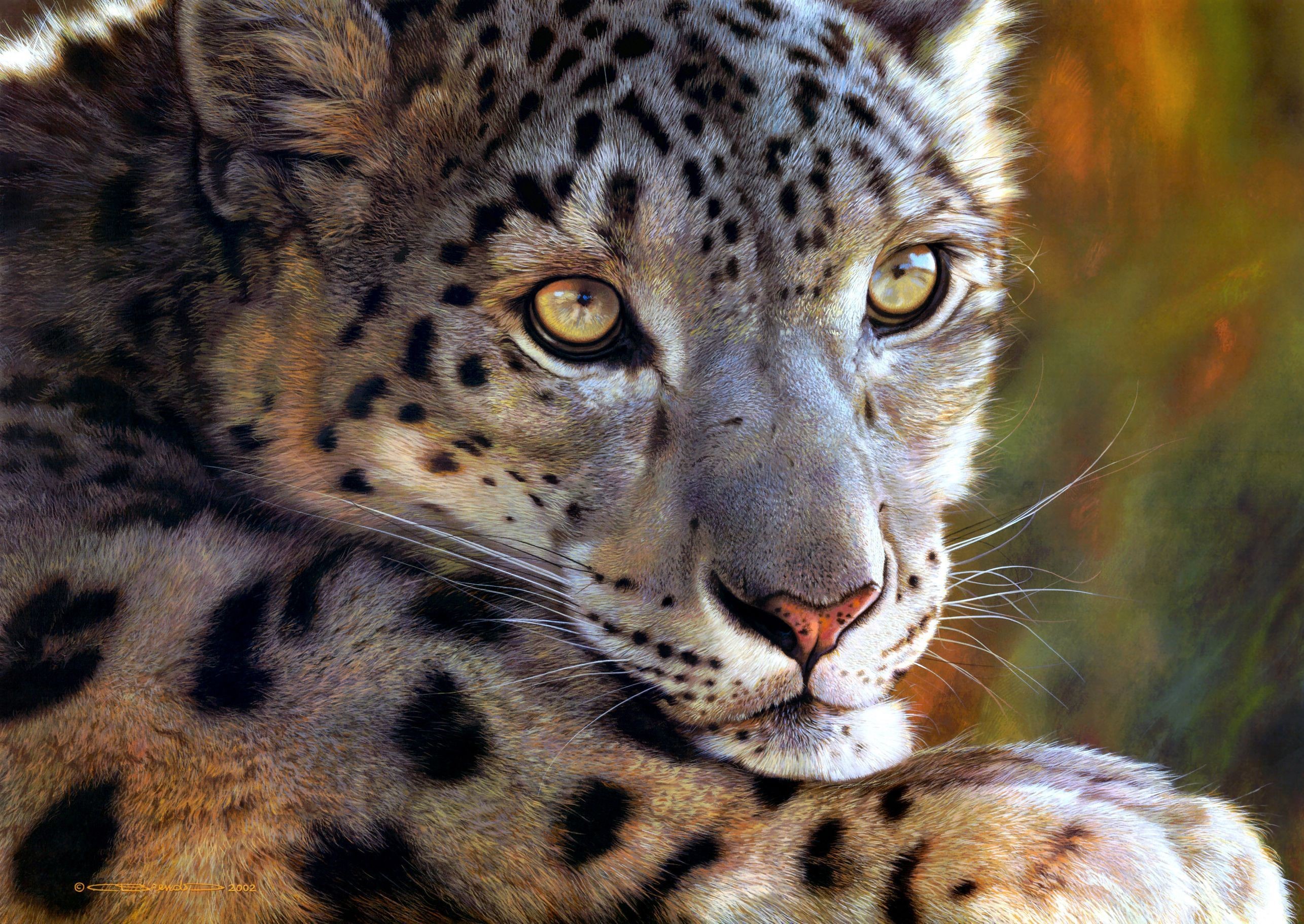 Close-up of a Snow Leopard's Face HD Wallpaper