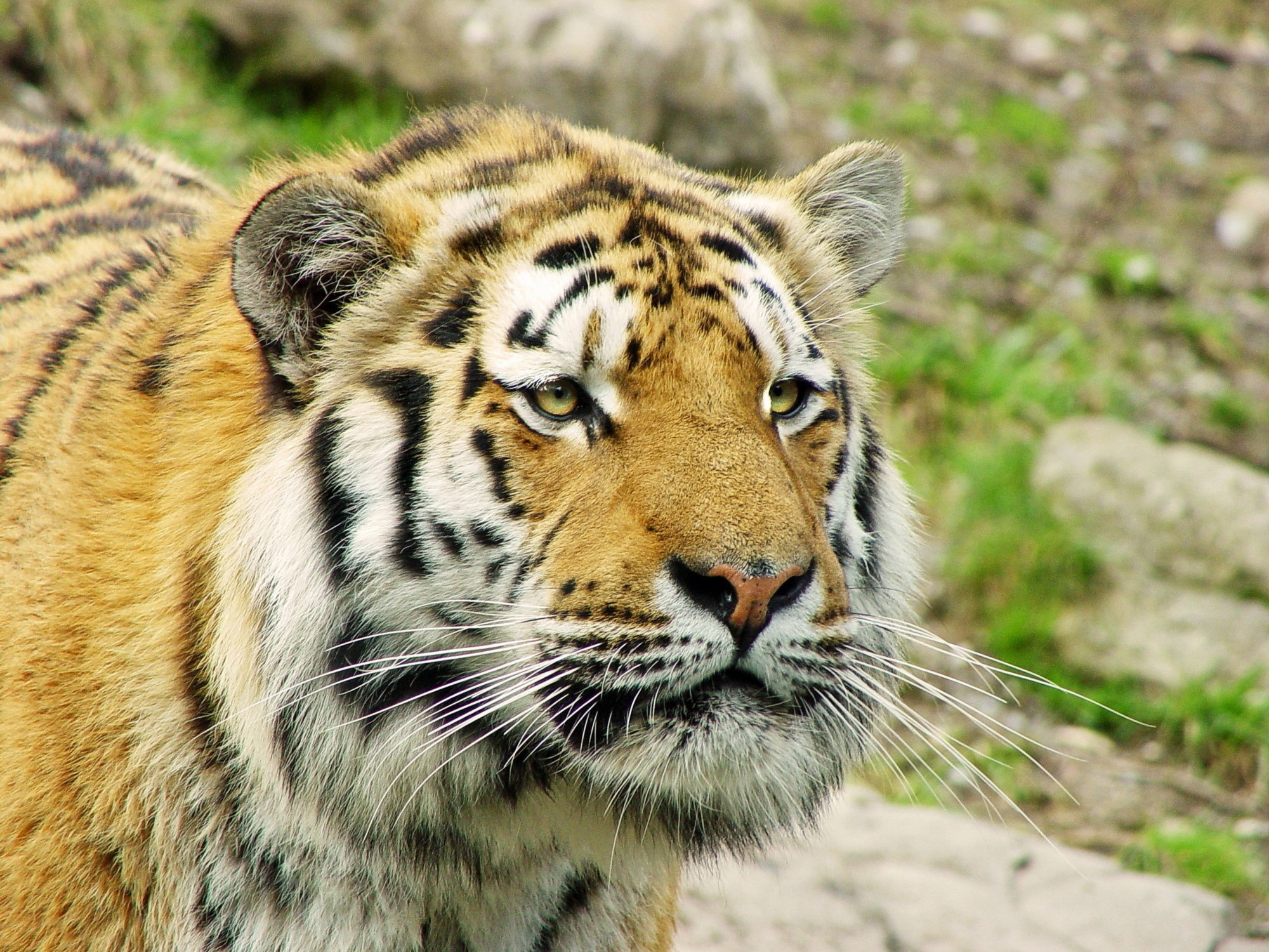 Close-up of a tiger's face HD Wallpaper