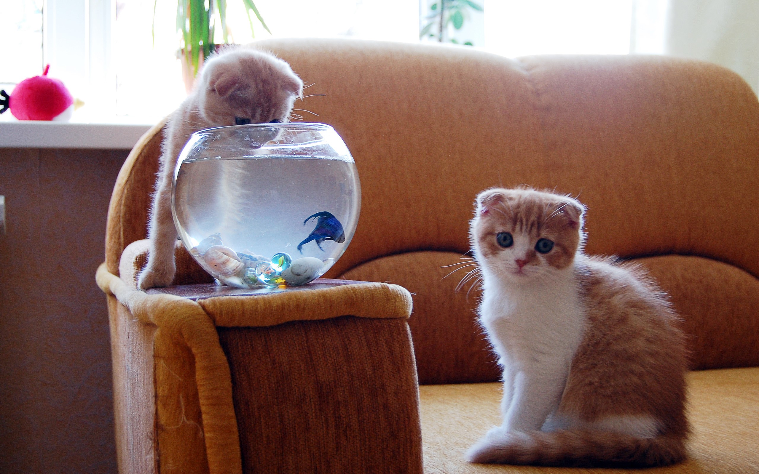 Two Scottish Fold kittens looking at a fishbowl HD Wallpaper