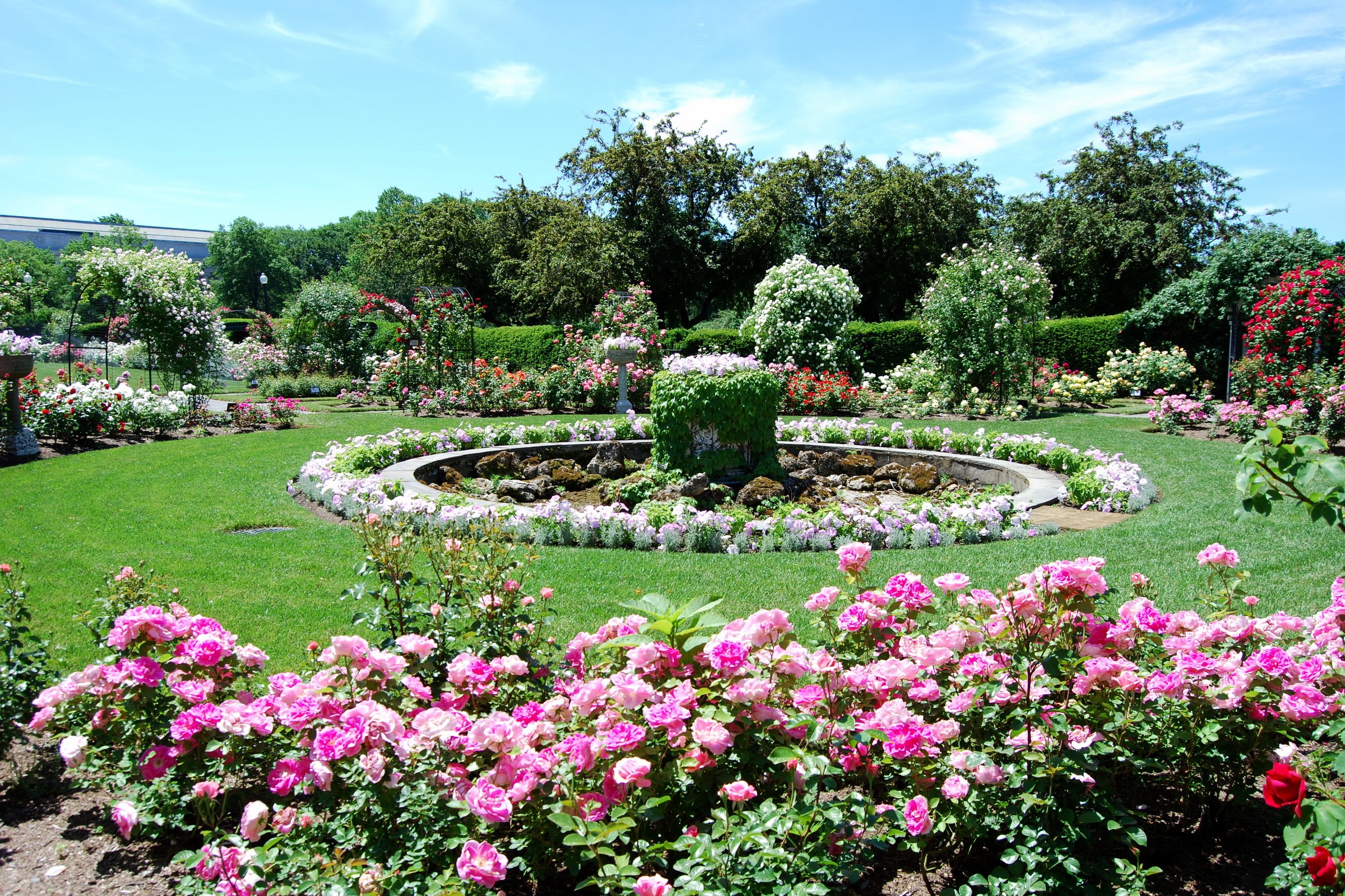Rose Garden with Fountain in Boston, USA HD Wallpaper