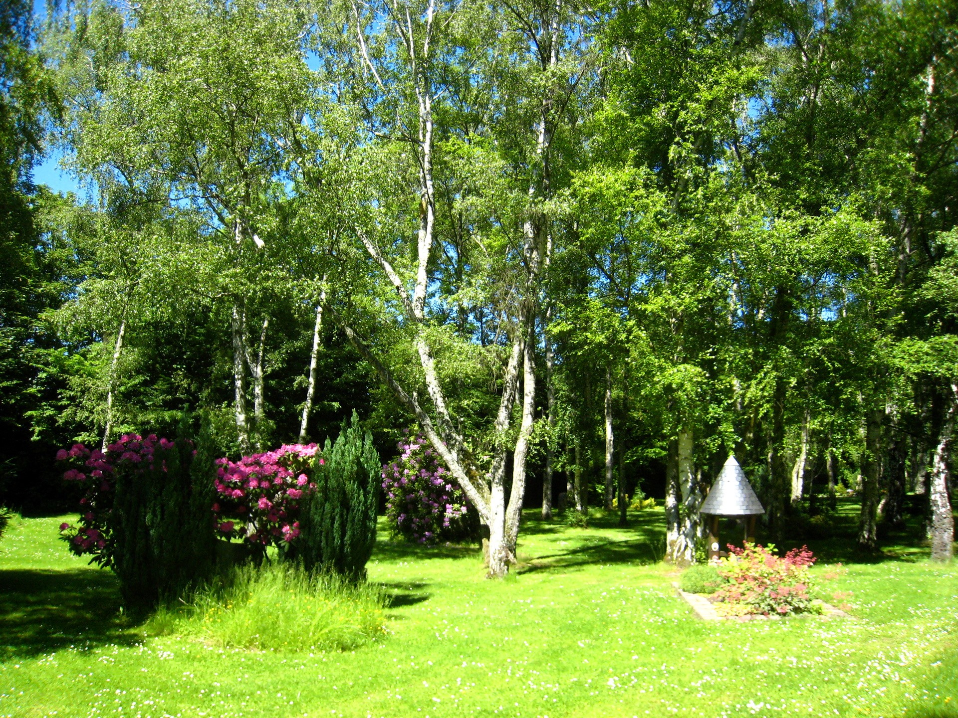 Park with birch trees and flowers HD Wallpaper
