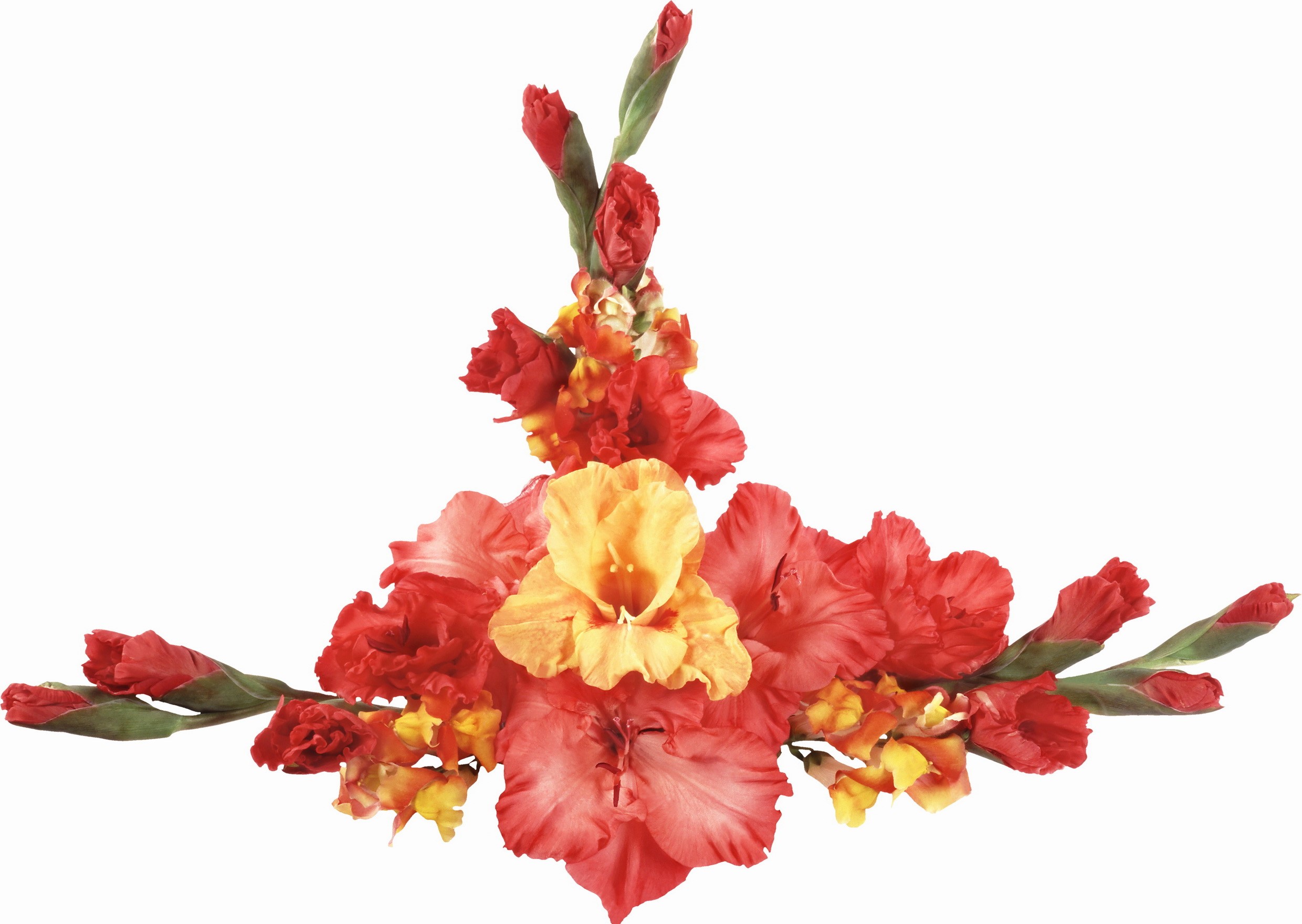 Red and yellow gladiolus flowers arrangement HD Wallpaper
