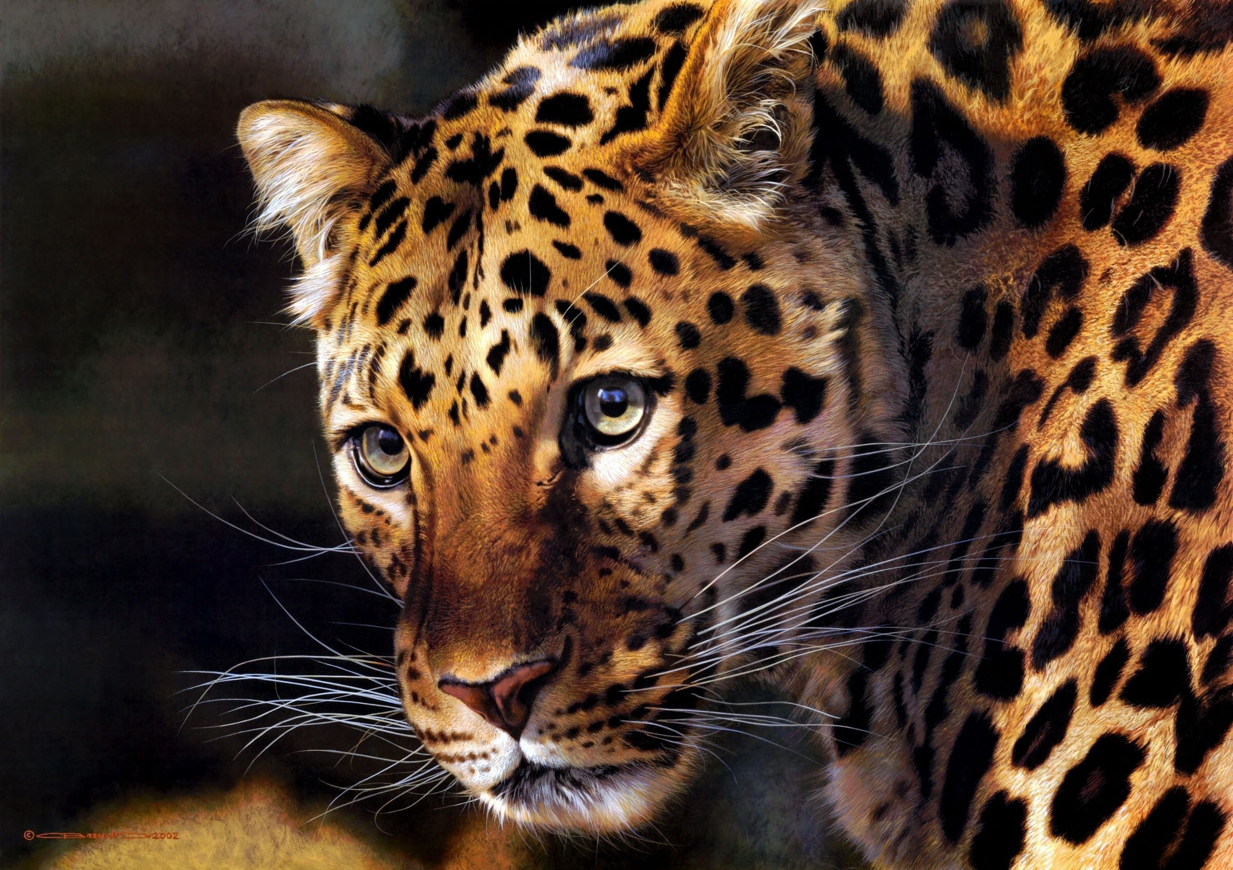 Close-up portrait of a leopard HD Wallpaper