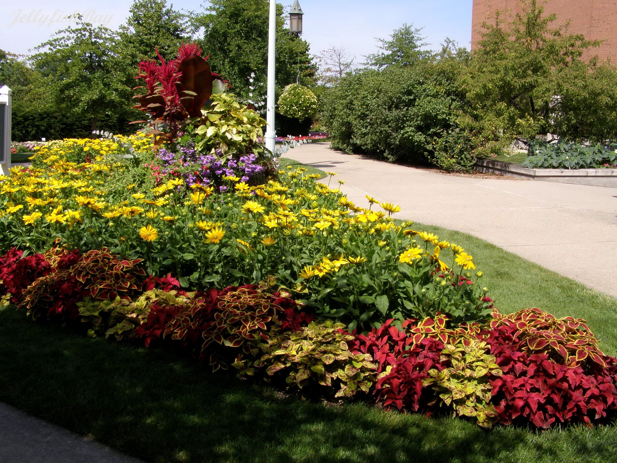 Flower bed with yellow flowers and coleus in a park in Michigan, USA HD Wallpaper