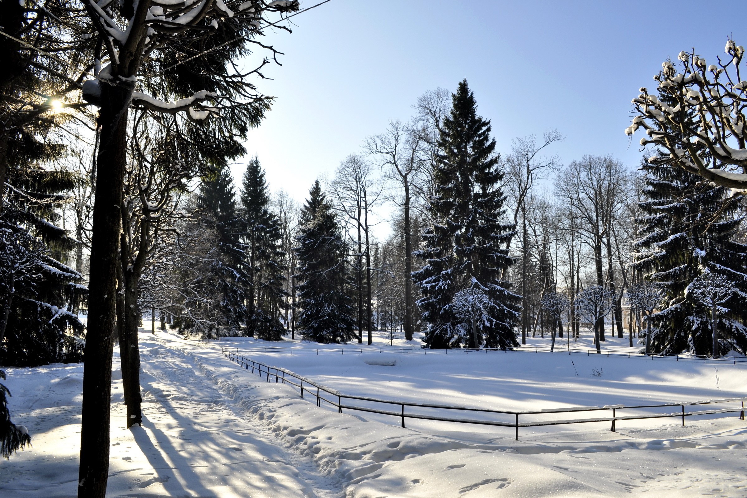 Winter park with snow-covered trees and path HD Wallpaper