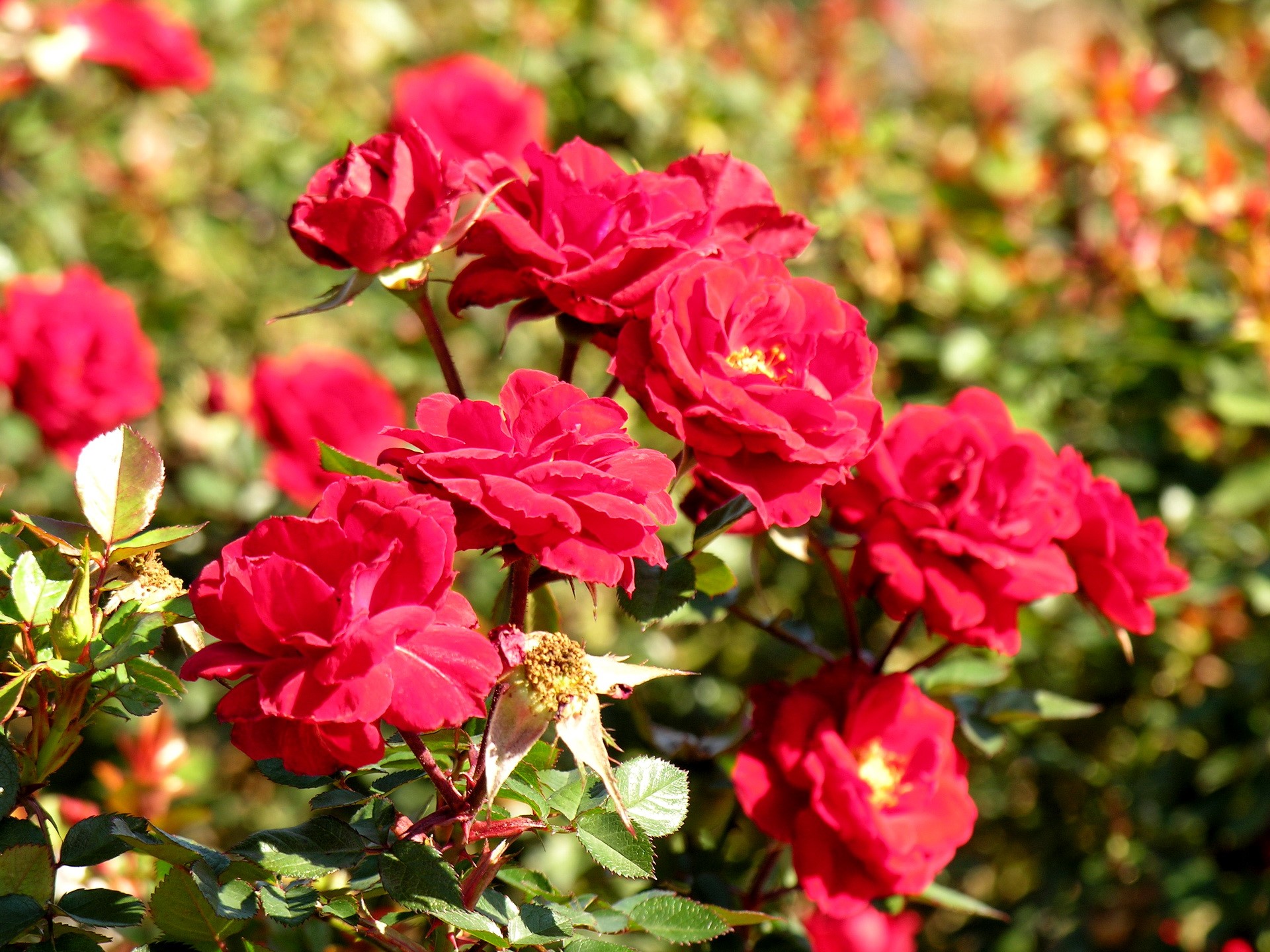 Red Roses in Bloom HD Wallpaper