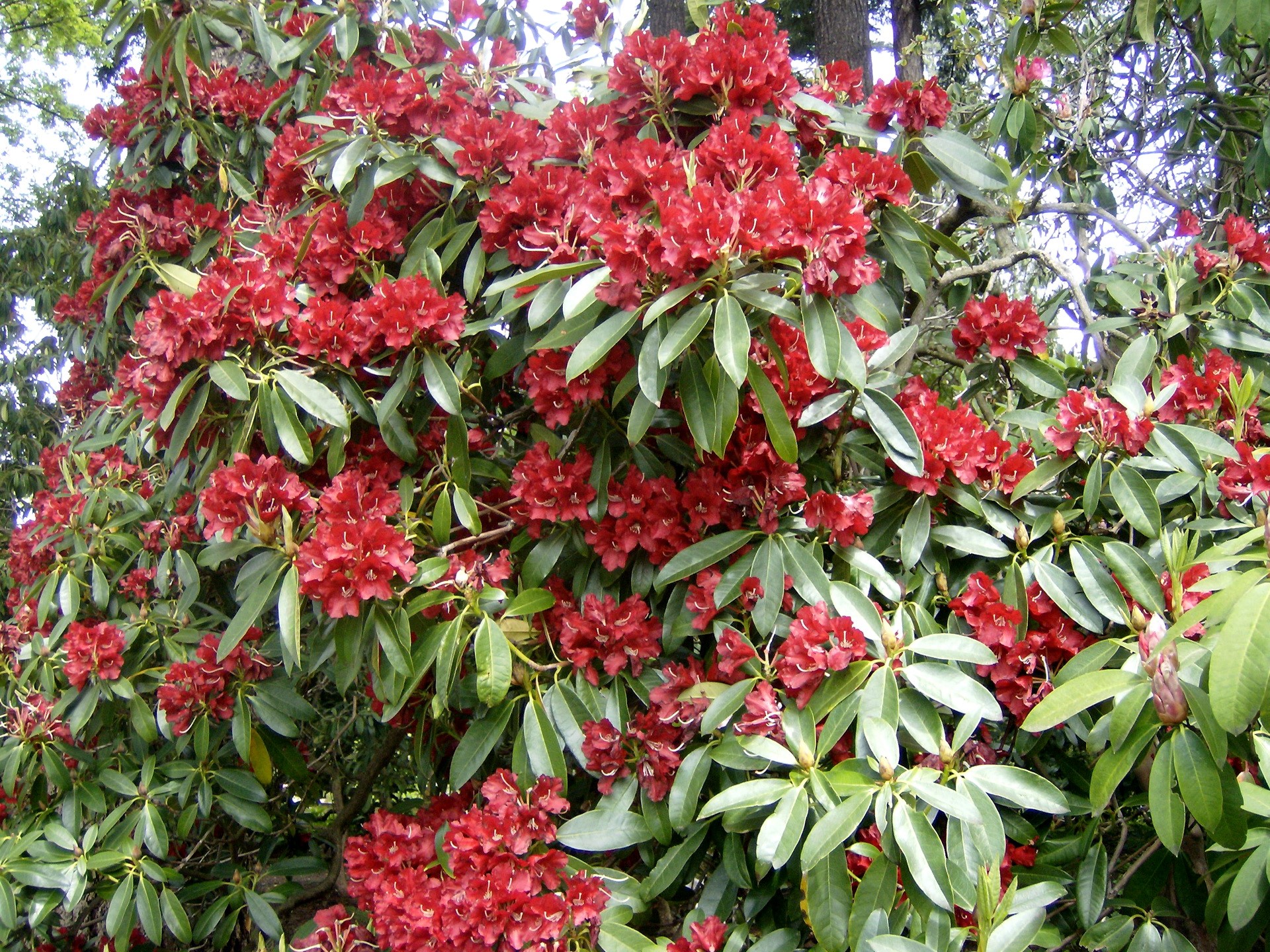 Red Rhododendron flowers and green leaves HD Wallpaper