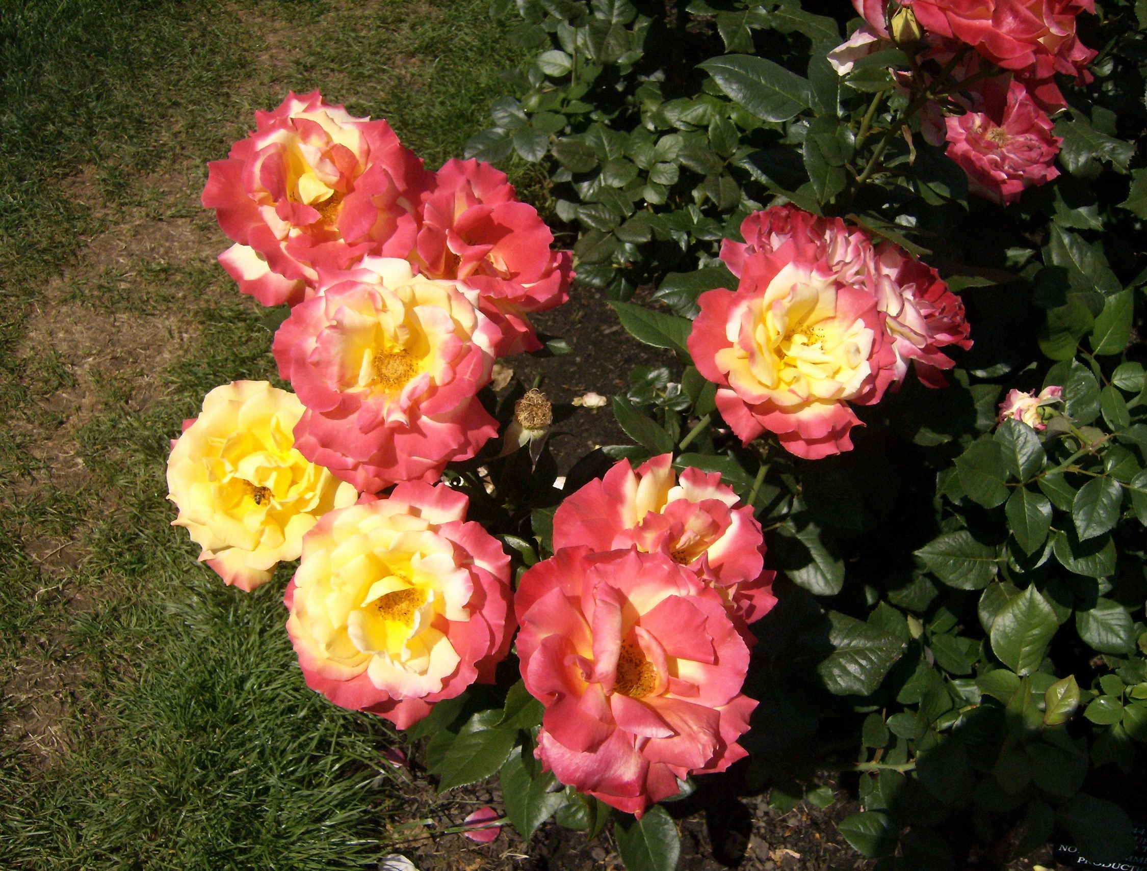 Bicolor Roses in a Garden HD Wallpaper