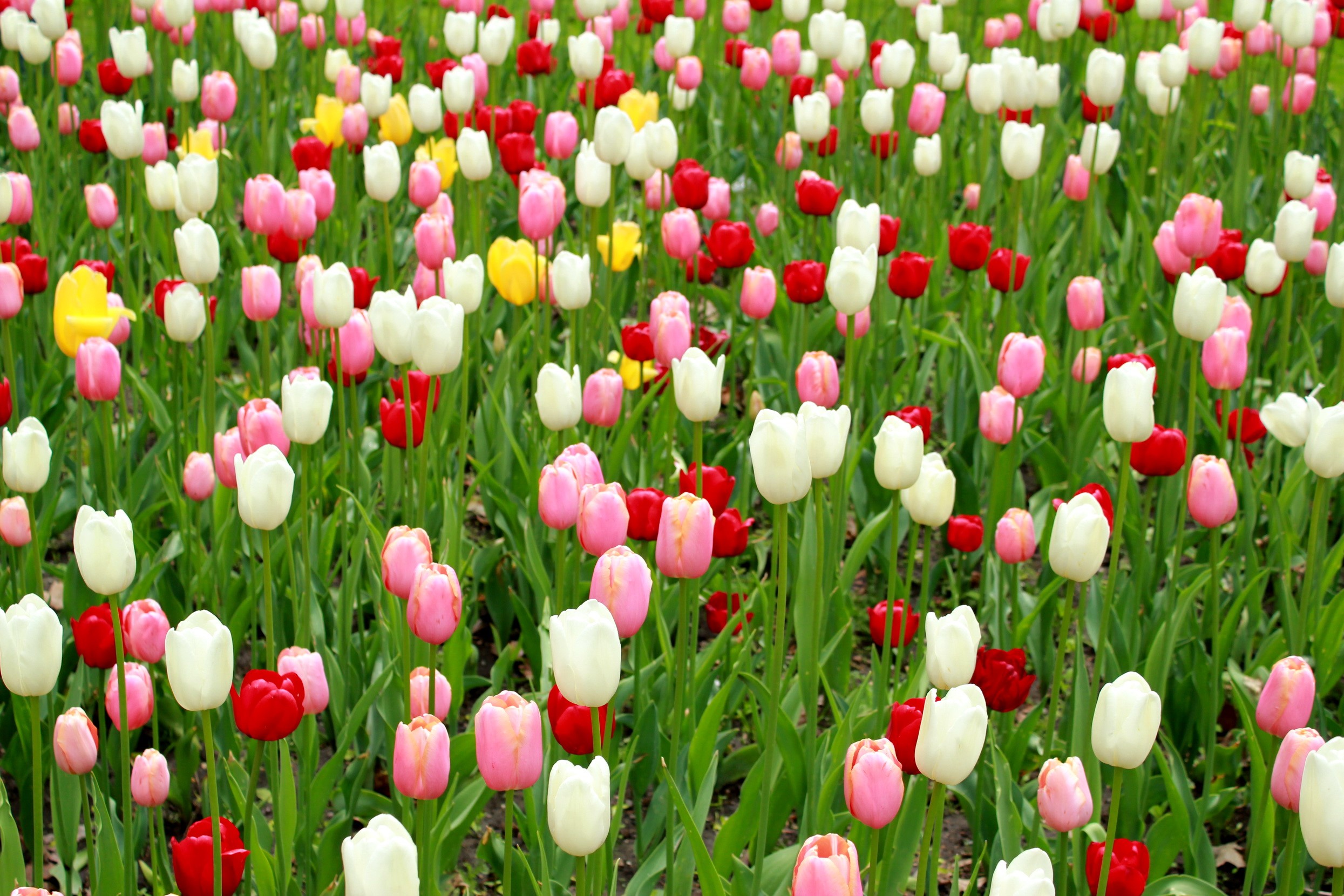 Field of colorful tulips HD Wallpaper
