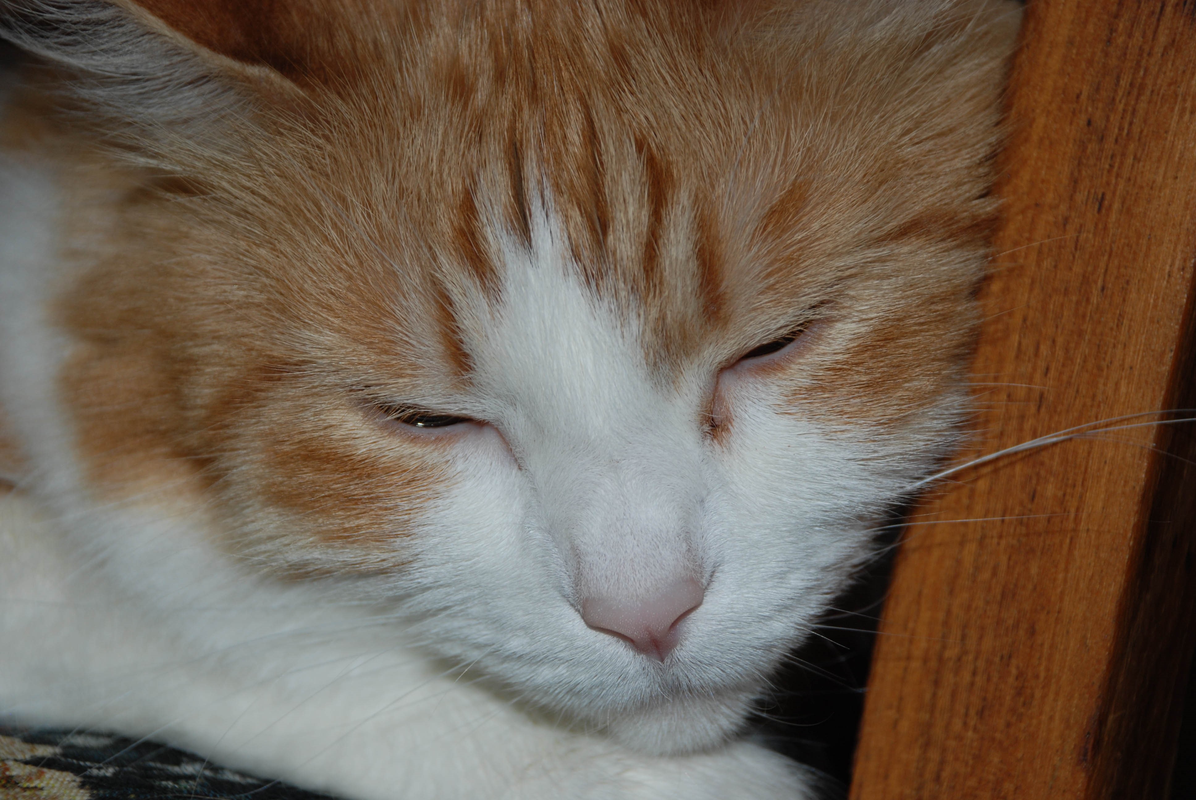 Close-up of an orange and white cat HD Wallpaper