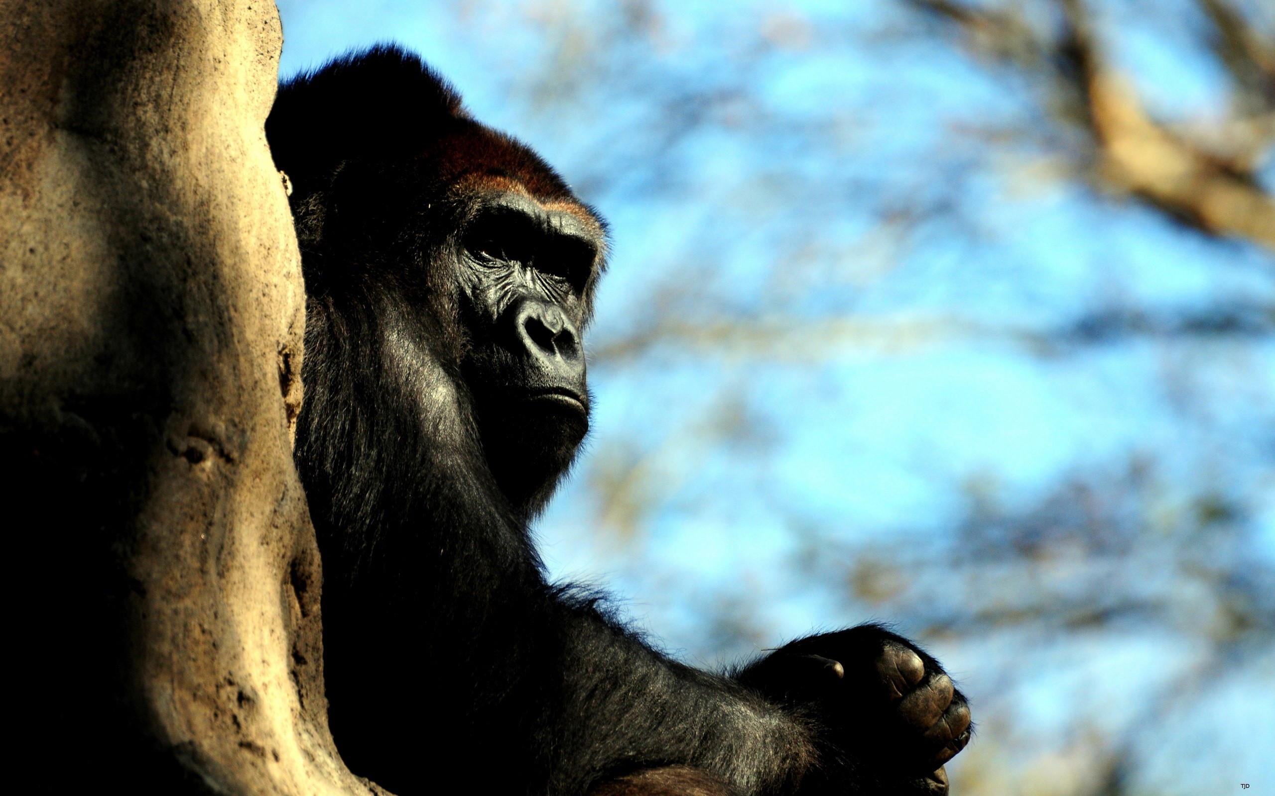Gorilla sitting next to a tree HD Wallpaper