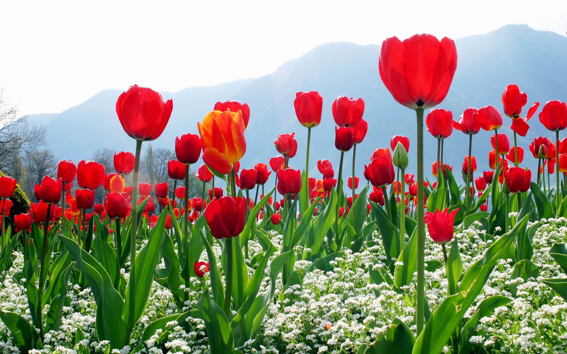 Field of Red and Orange Tulips with Mountains HD Wallpaper