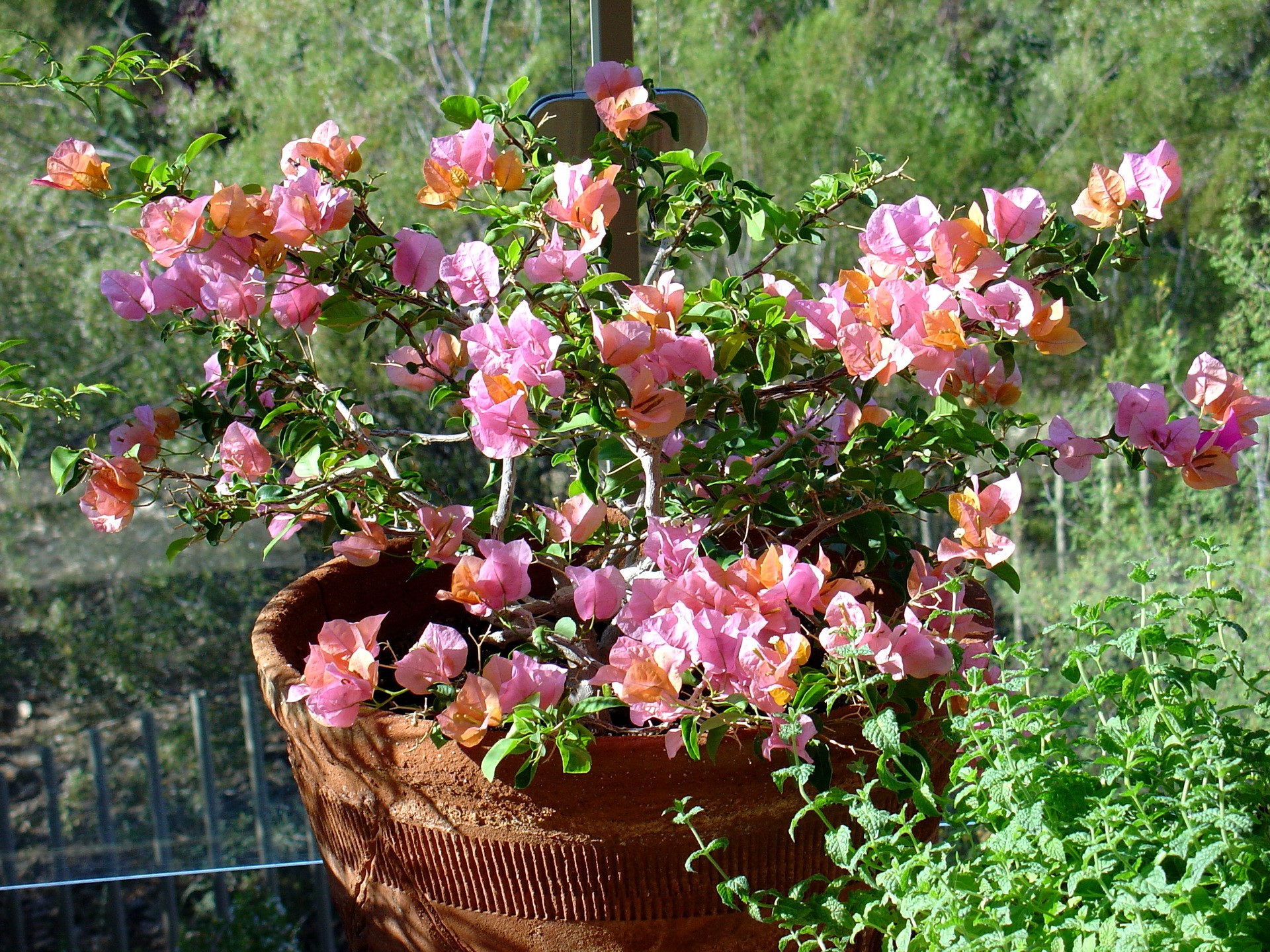 Pink and orange bougainvillea flowers in a terracotta pot HD Wallpaper
