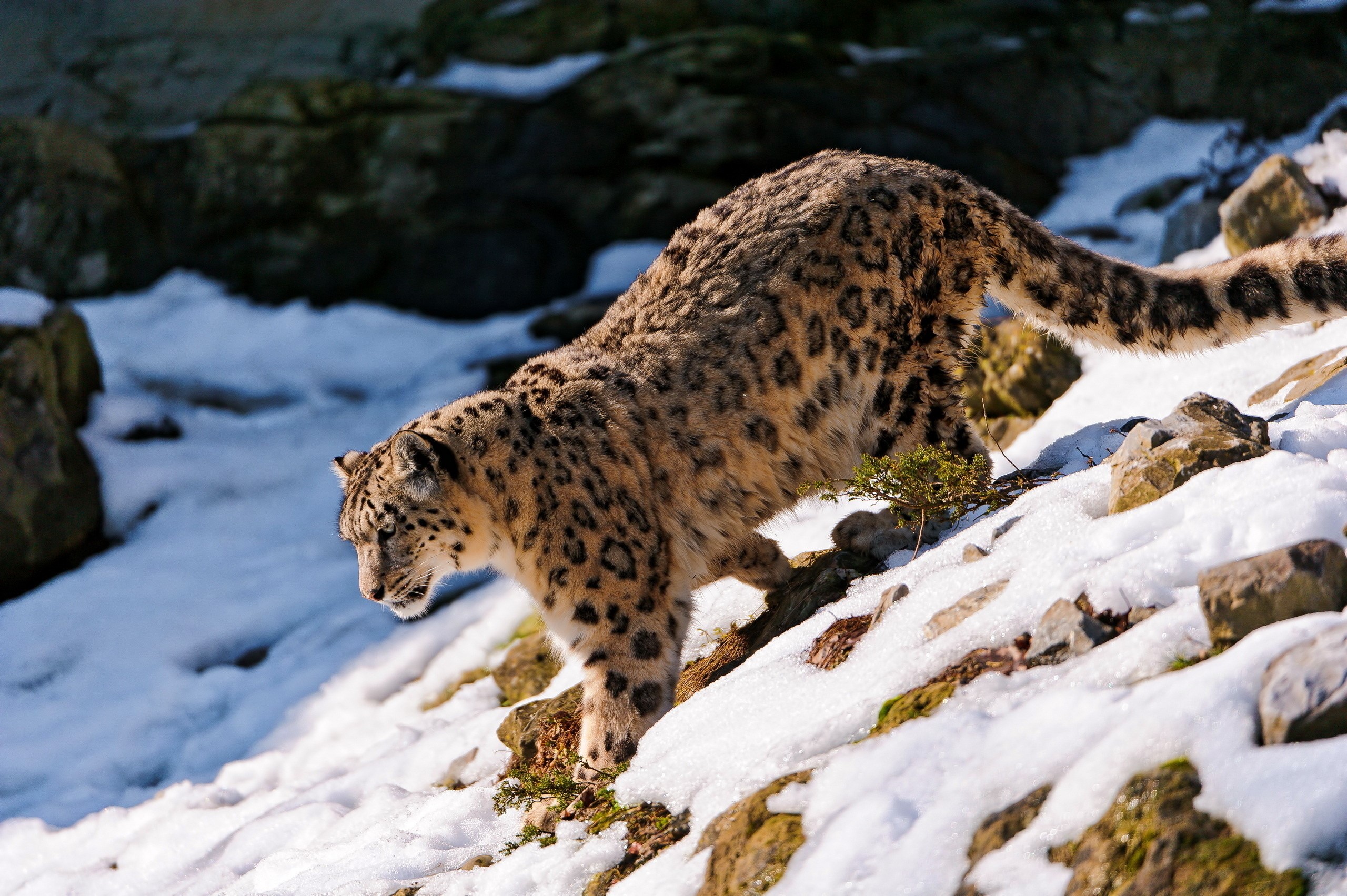 Snow leopard walking on a snowy mountain slope HD Wallpaper