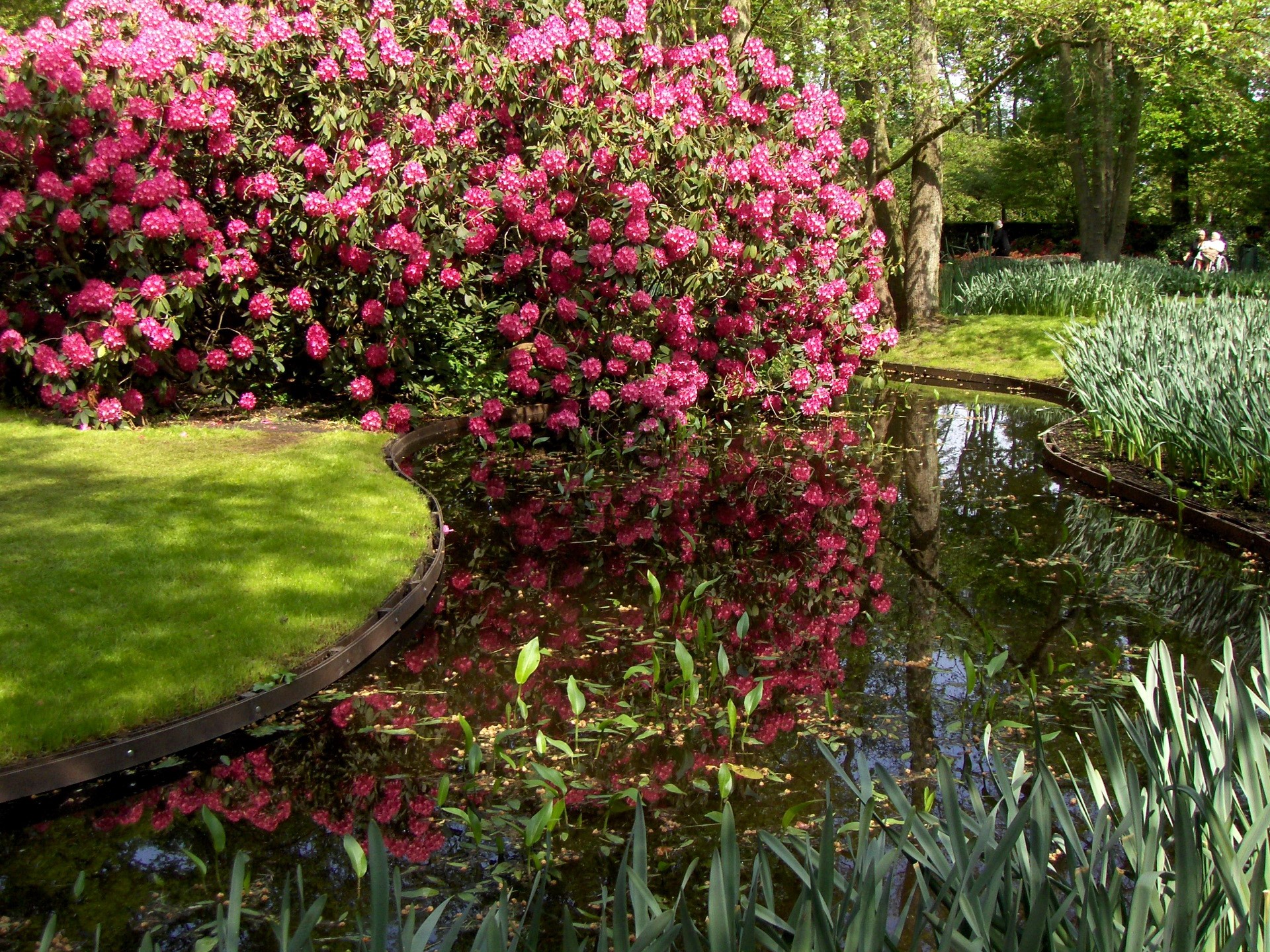 Park with pond and blooming rhododendrons HD Wallpaper