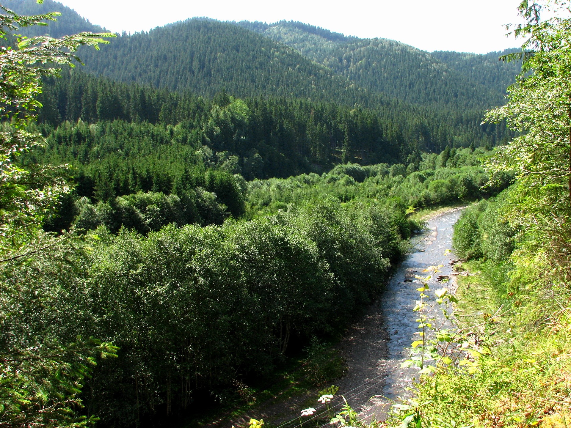 River flowing through a dense forest valley HD Wallpaper