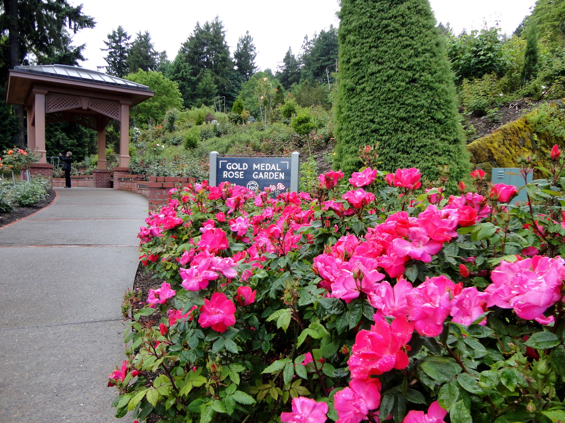 Gold Medal Rose Garden with Gazebo HD Wallpaper