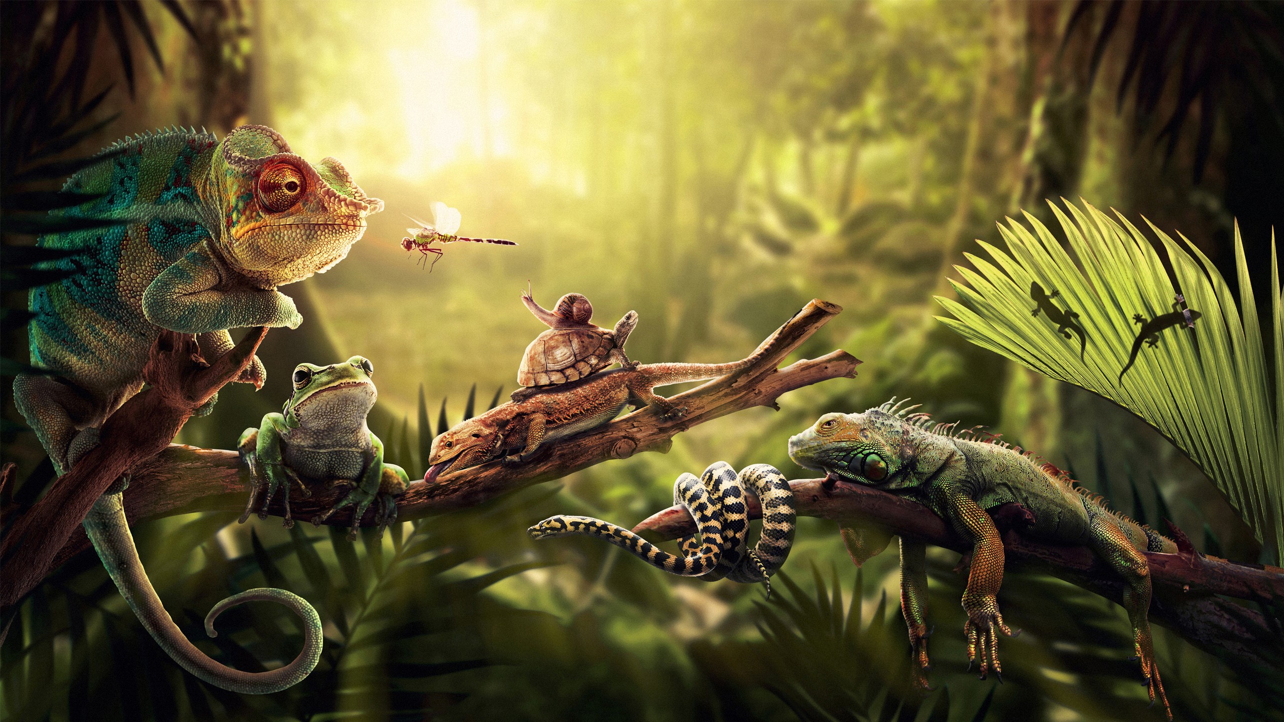 Various reptiles and amphibians in a jungle setting HD Wallpaper