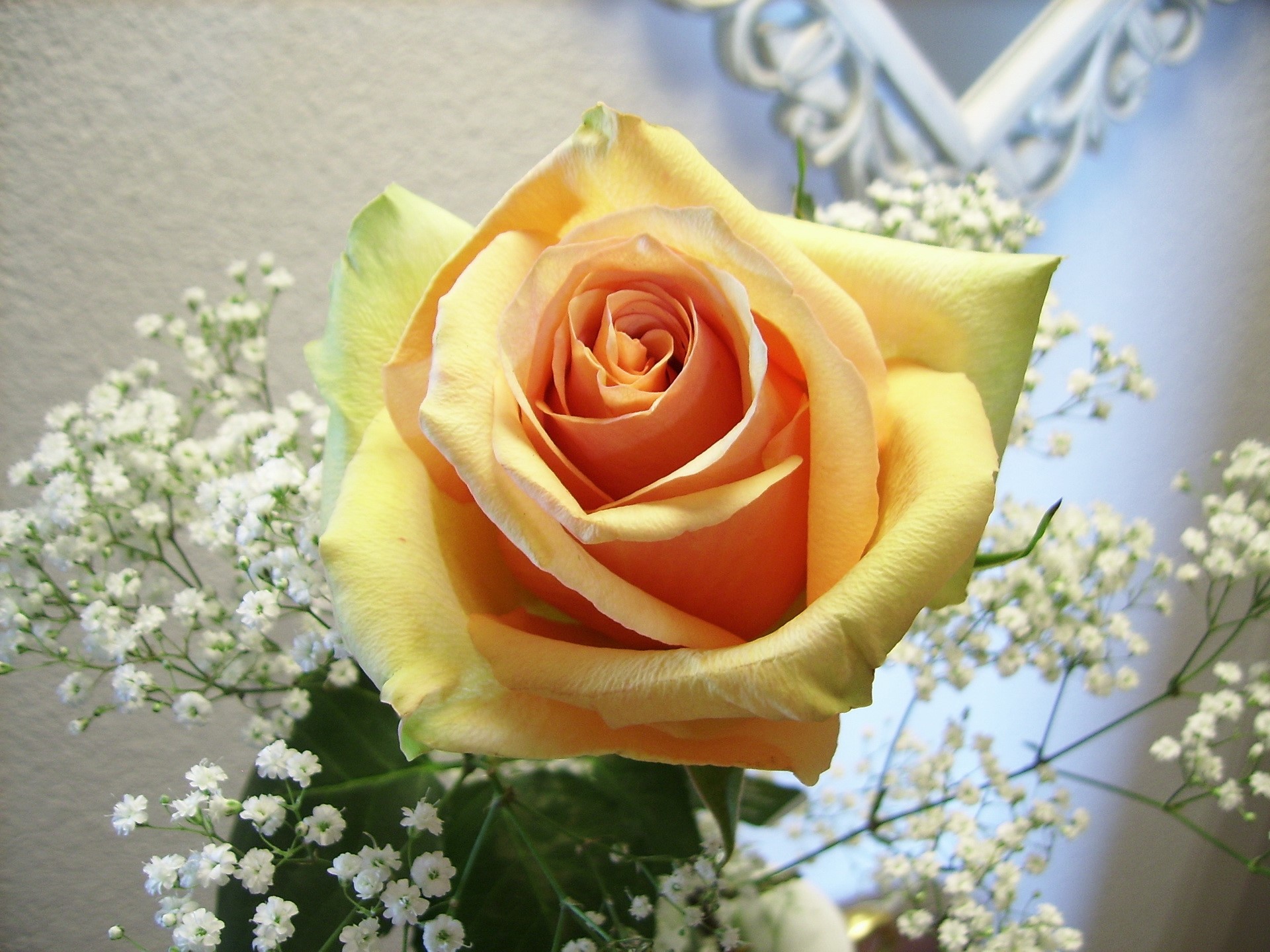 Peach and yellow rose with baby's breath HD Wallpaper
