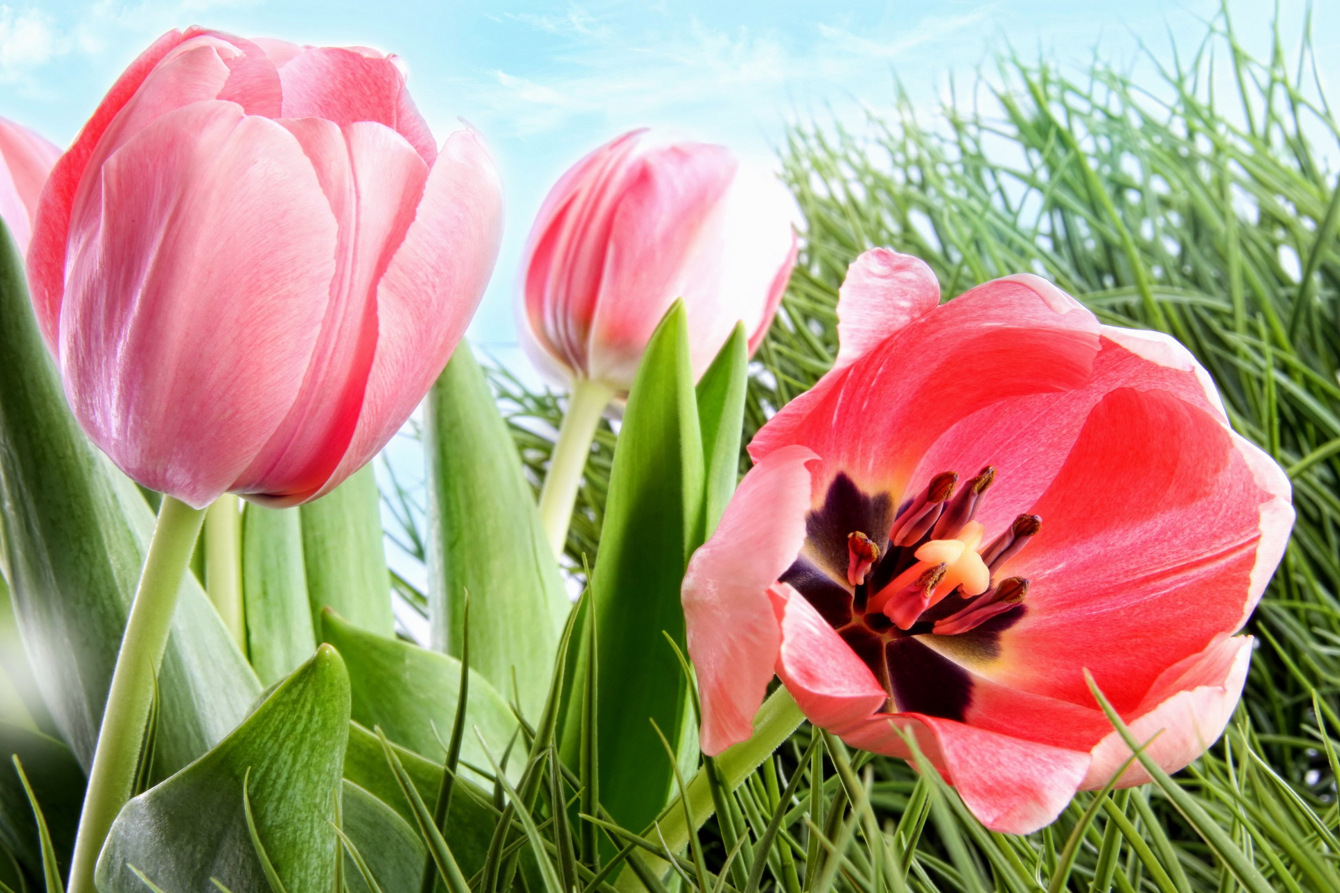 Pink and red tulips in green grass HD Wallpaper
