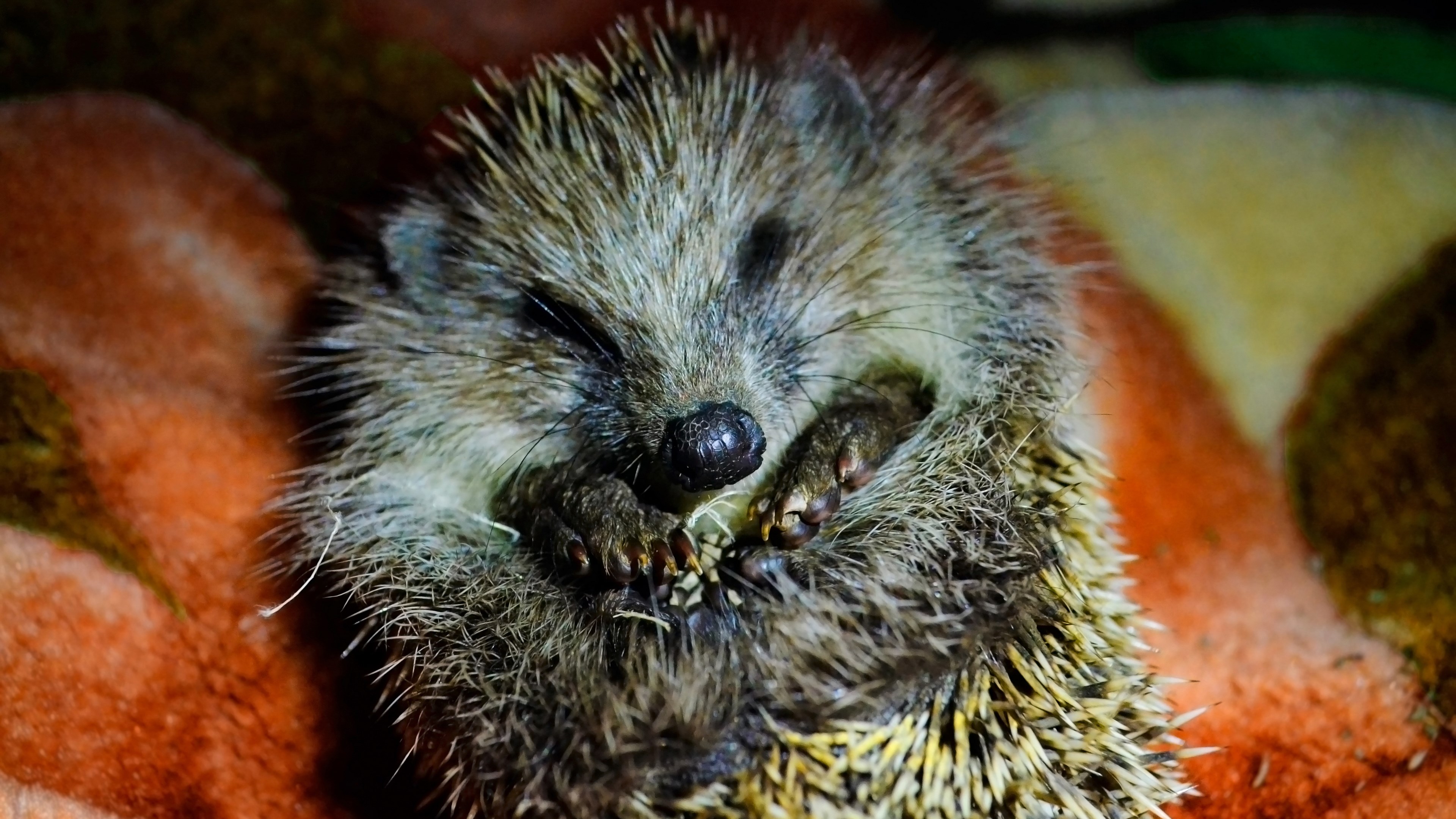 A sleeping hedgehog curled up on a blanket HD Wallpaper